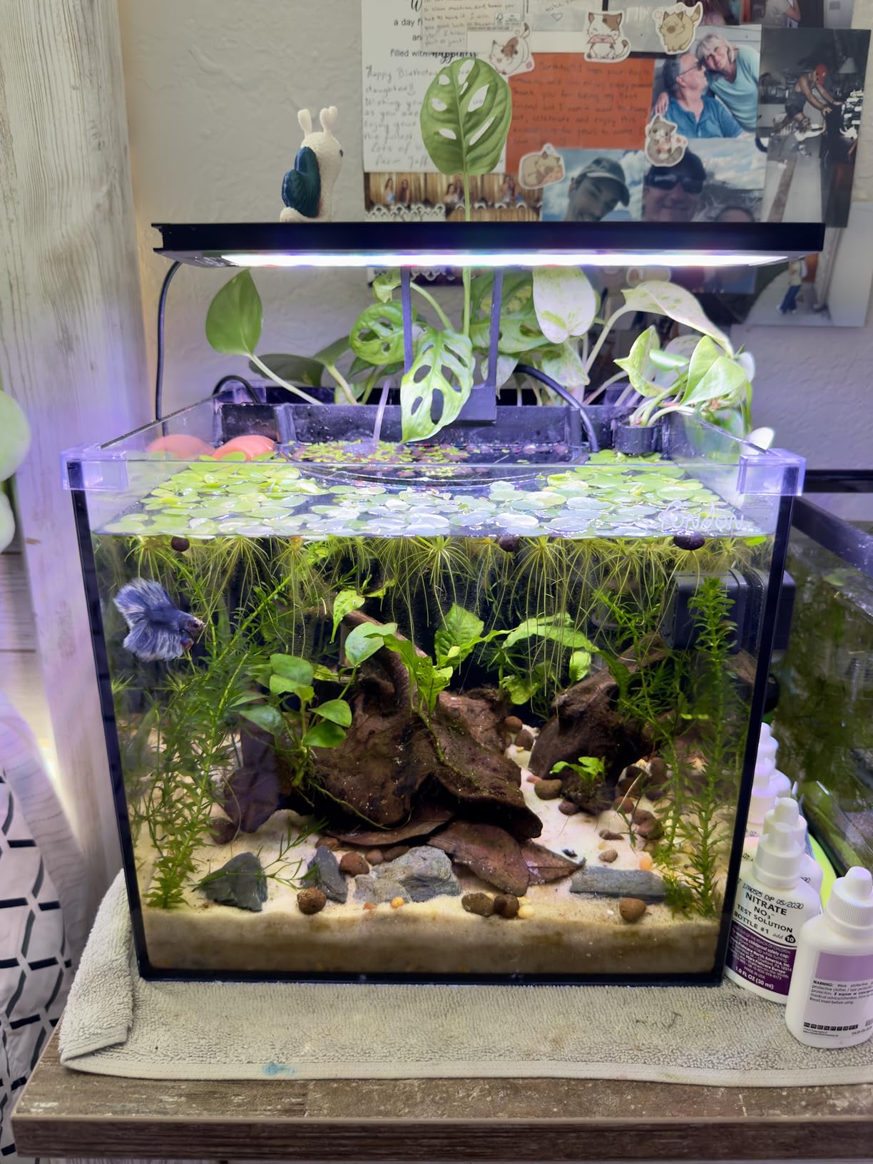 API Freshwater Master Test Kit 800-Test Freshwater Aquarium Water Kit, White, Single, Multi-Colored customer photo 2