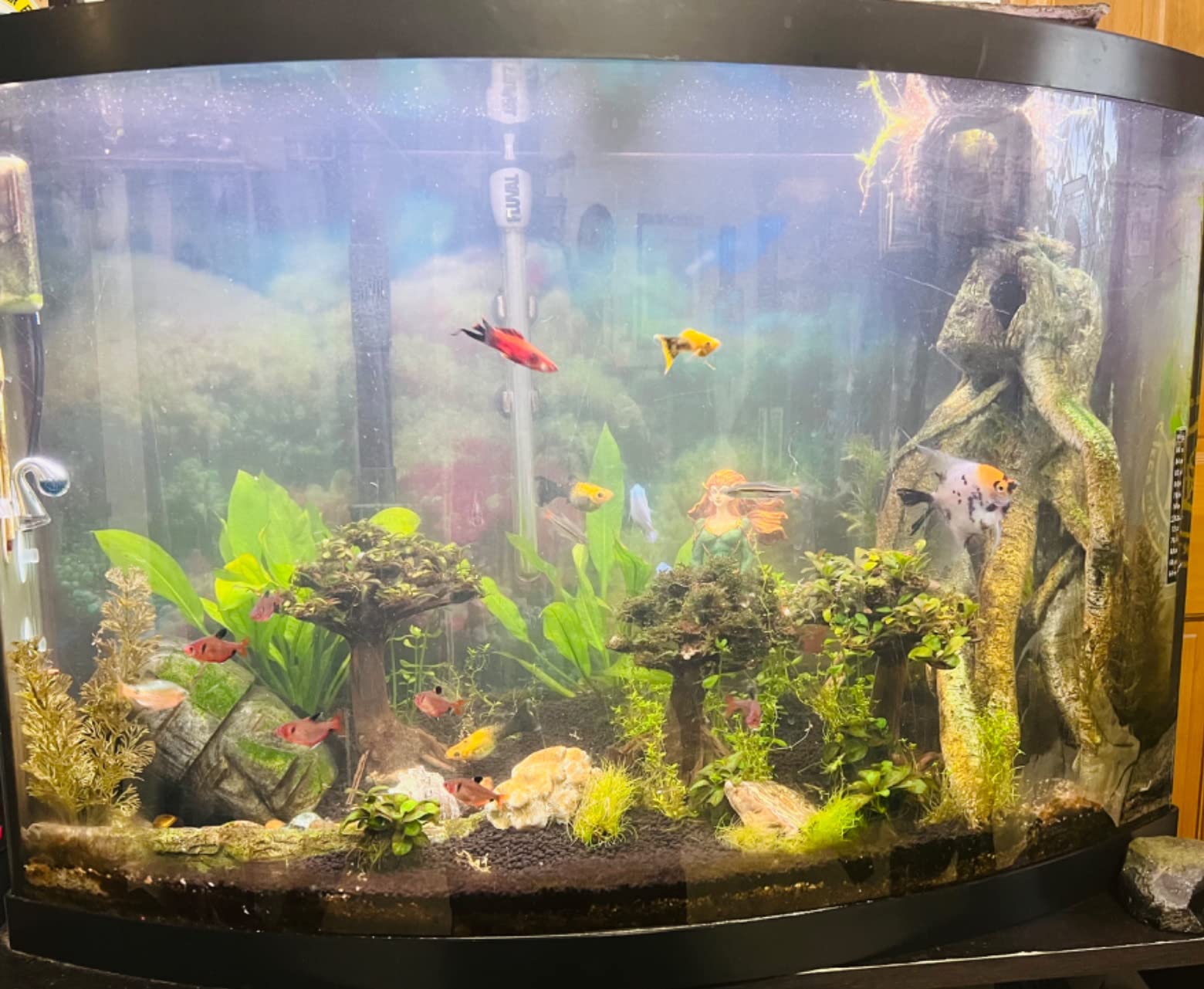 Python No Spill Clean and Fill Aquarium Maintenance System, Gravel Cleaner and Water Changer, 50 Foot customer photo 1