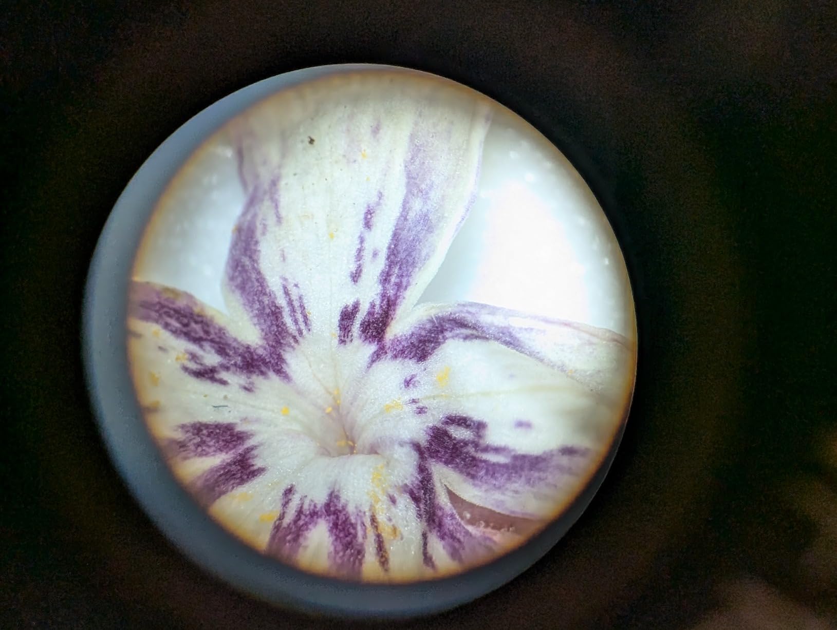 AmScope SE306R-P-LED Cordless LED Stereo Microscope, 20x-40x customer photo 2
