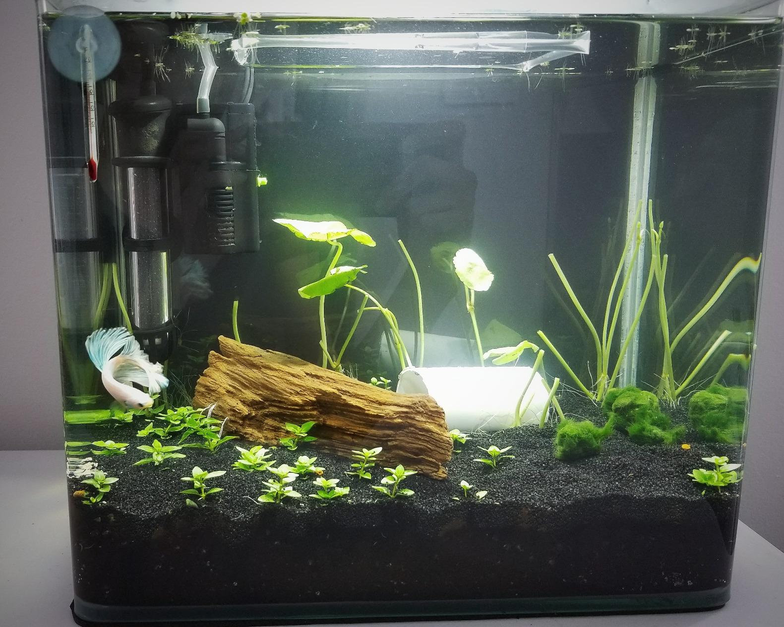 PENN-PLAX Water-World Radius Desktop Nano Aquarium Kit – Includes LED Light, Internal Filter, and Mat – Perfect for Shrimp and Small Fish – 10 Gallon Tank customer photo 2
