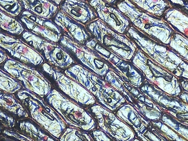 AmScope Rotating Monocular Compound Microscope, 40X-1000X Magnification customer photo 2