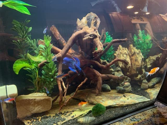 Fluval Flex 57 - 15 Gallon Nano Glass Aquarium Kit customer photo 1