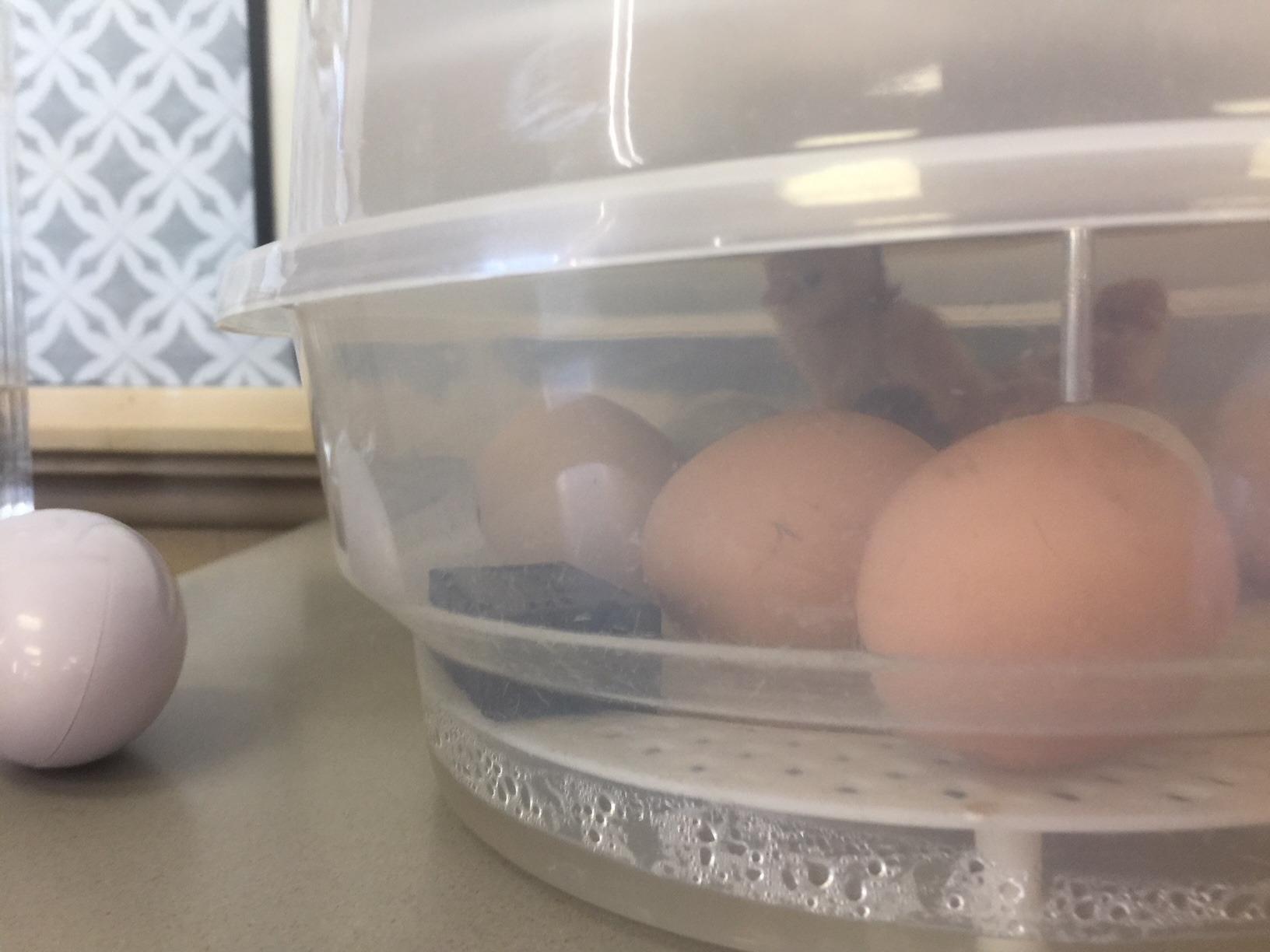 HBlife Digital Egg Incubator for Hatching 9-12 Chicken, Quail and Duck Eggs, with Fully Automatic Egg Turning and Temperature Display, Hatcher for Turkeys, Birds, Parrots and Poultry customer photo 1