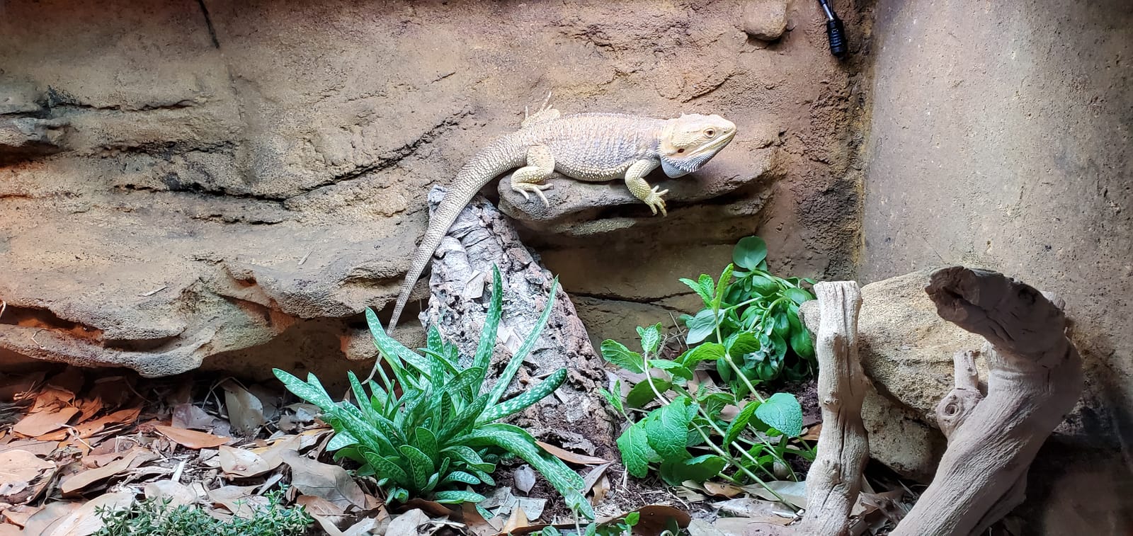 Carolina Custom Cages, 48Lx24Wx18H Extra-Long Deep Terrarium; Easy Assembly customer photo 2