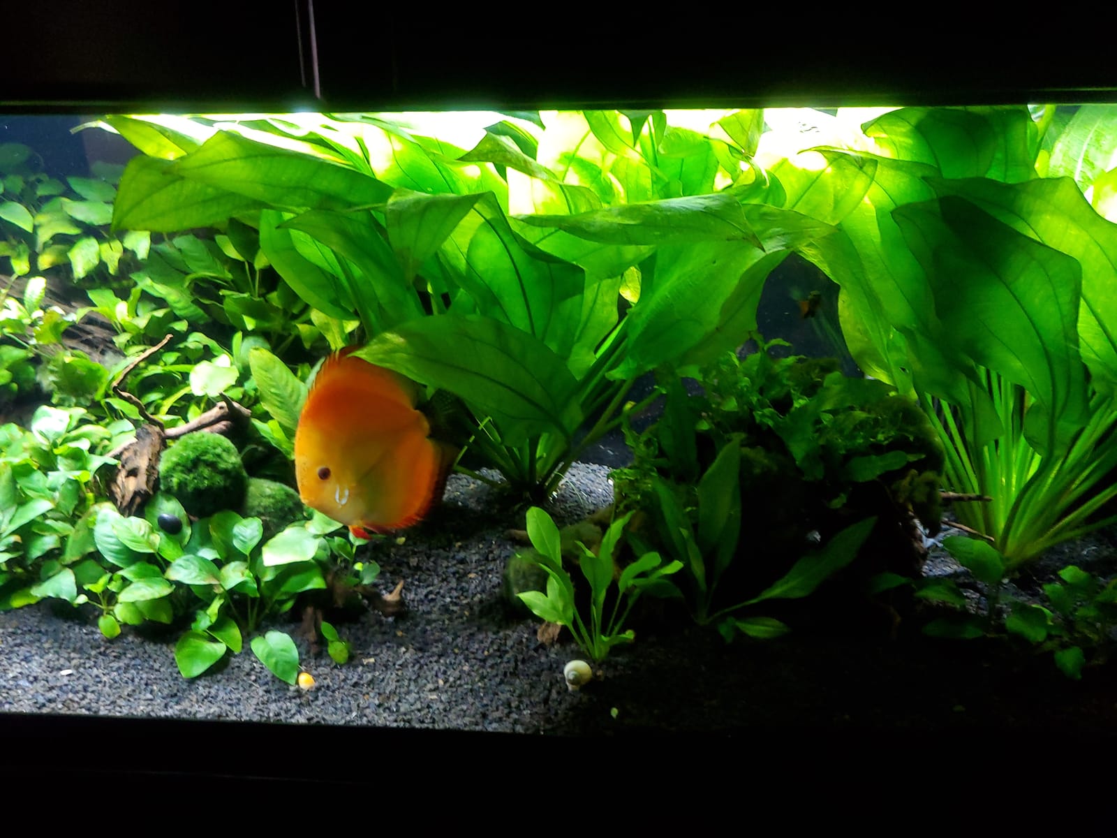 Fluval Plant 3.0 LED Planted Aquarium Lighting, 59 Watts, 48-60 Inches customer photo 2
