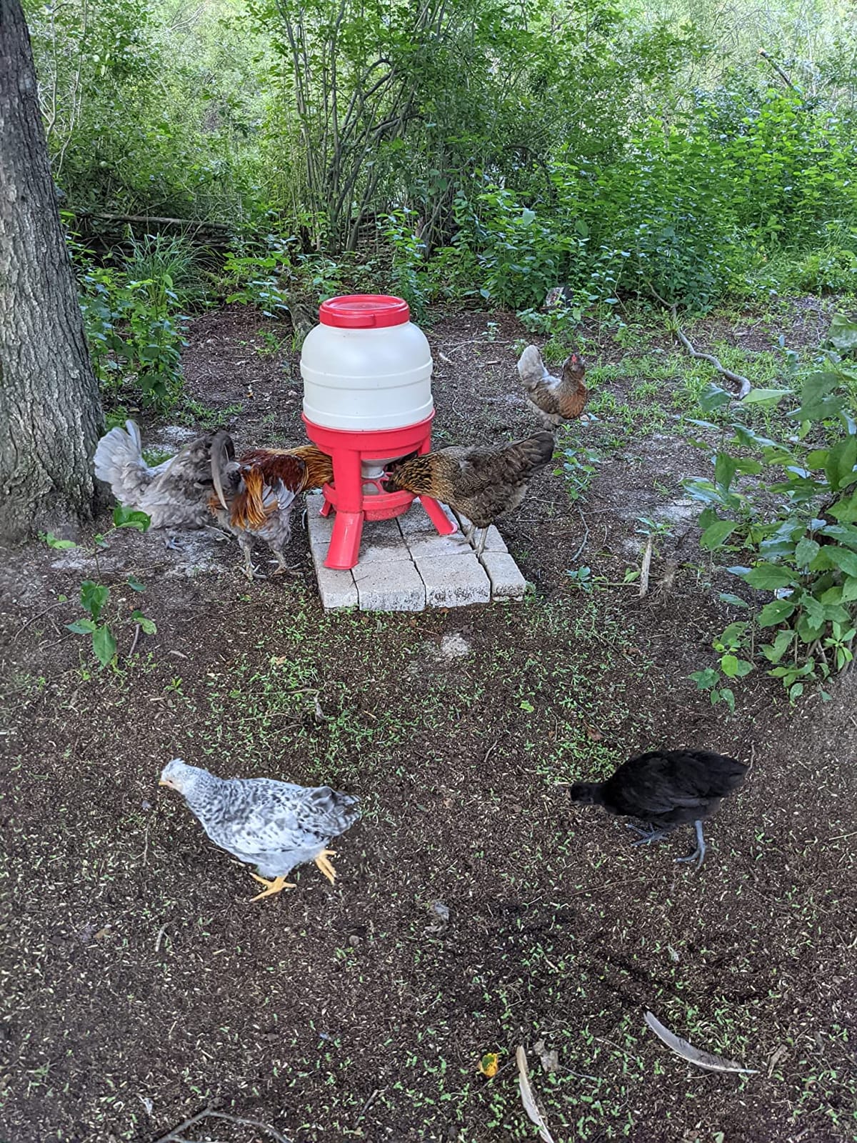 Little Giant® Plastic Dome Feeder | Heavy Duty Plastic Gravity Fed Poultry Feed Container Tank | Backyard Poultry for Hobbyists, Farmers and Ranchers | 60 LB customer photo 2