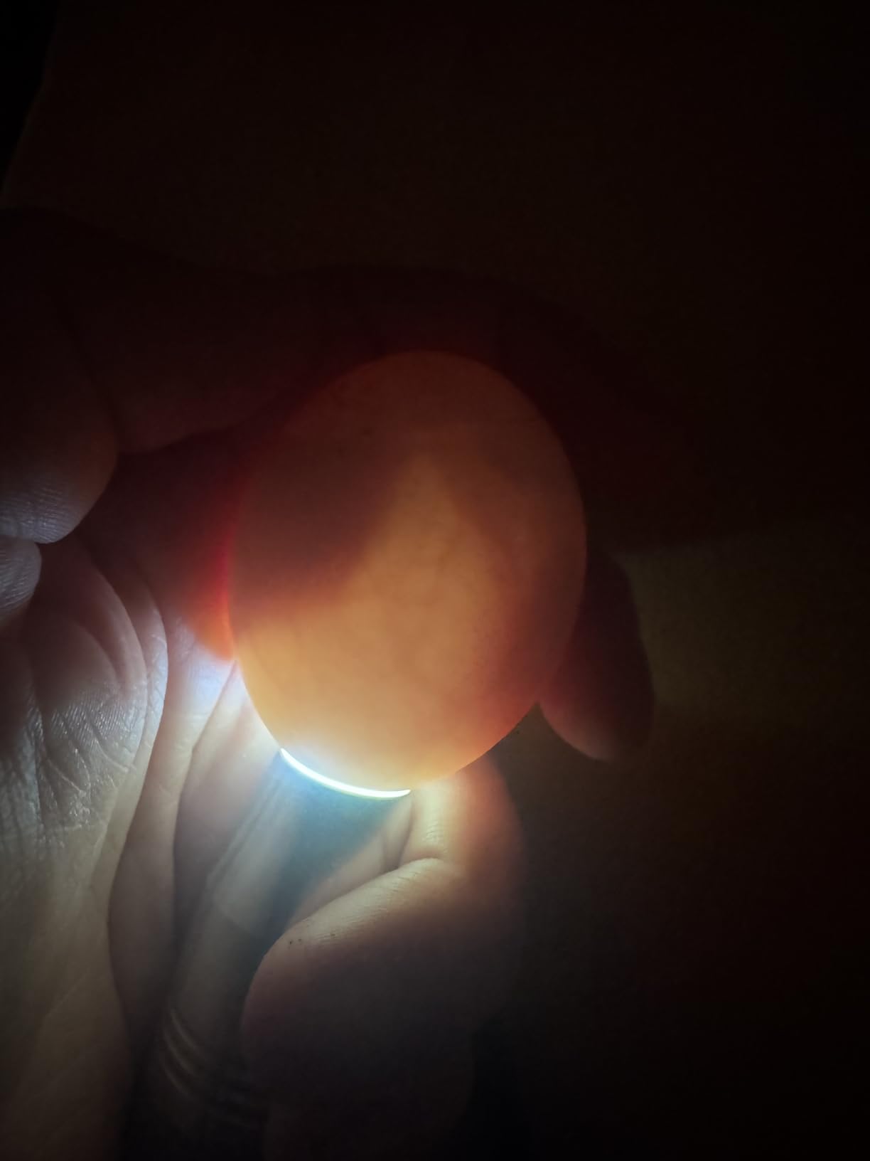 Powerful Professional LED Light Egg Candler Incubator Stainless Steel Tester for All Egg Type, Ultra Bright, Powered Portable, with Full Illustrated Egg Candling Guide (B- Include Batteries) customer photo 2
