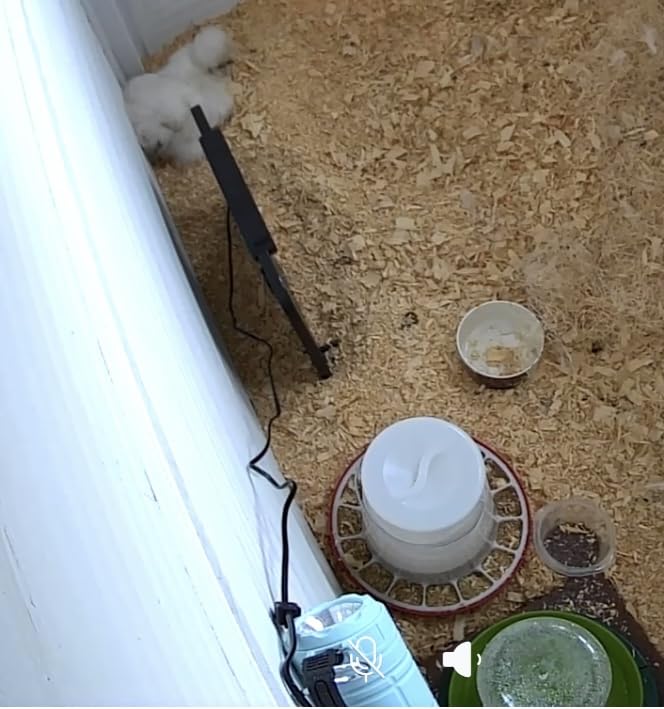 My Favorite Chicken Heated Poultry Waterer Base – 28W Electric Chicken Water Heater for Winter, Freeze-Proof to -20°F, Adjustable Heated Waterer Base for Chicken Waterers & Founts customer photo 1