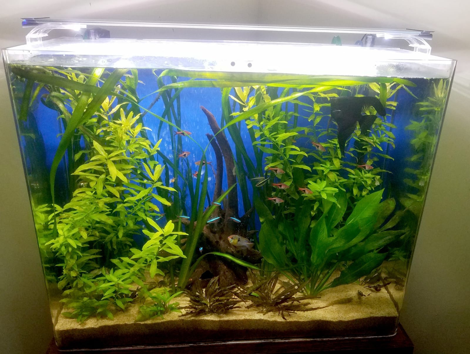 Finnex Planted Plus True 24/7 + HLC Aquarium LED Light, Automated Full Spectrum Fish Tank Light, True 660nm Deep Red Plant LEDs, 30 Inch, (HLC-30) customer photo 1