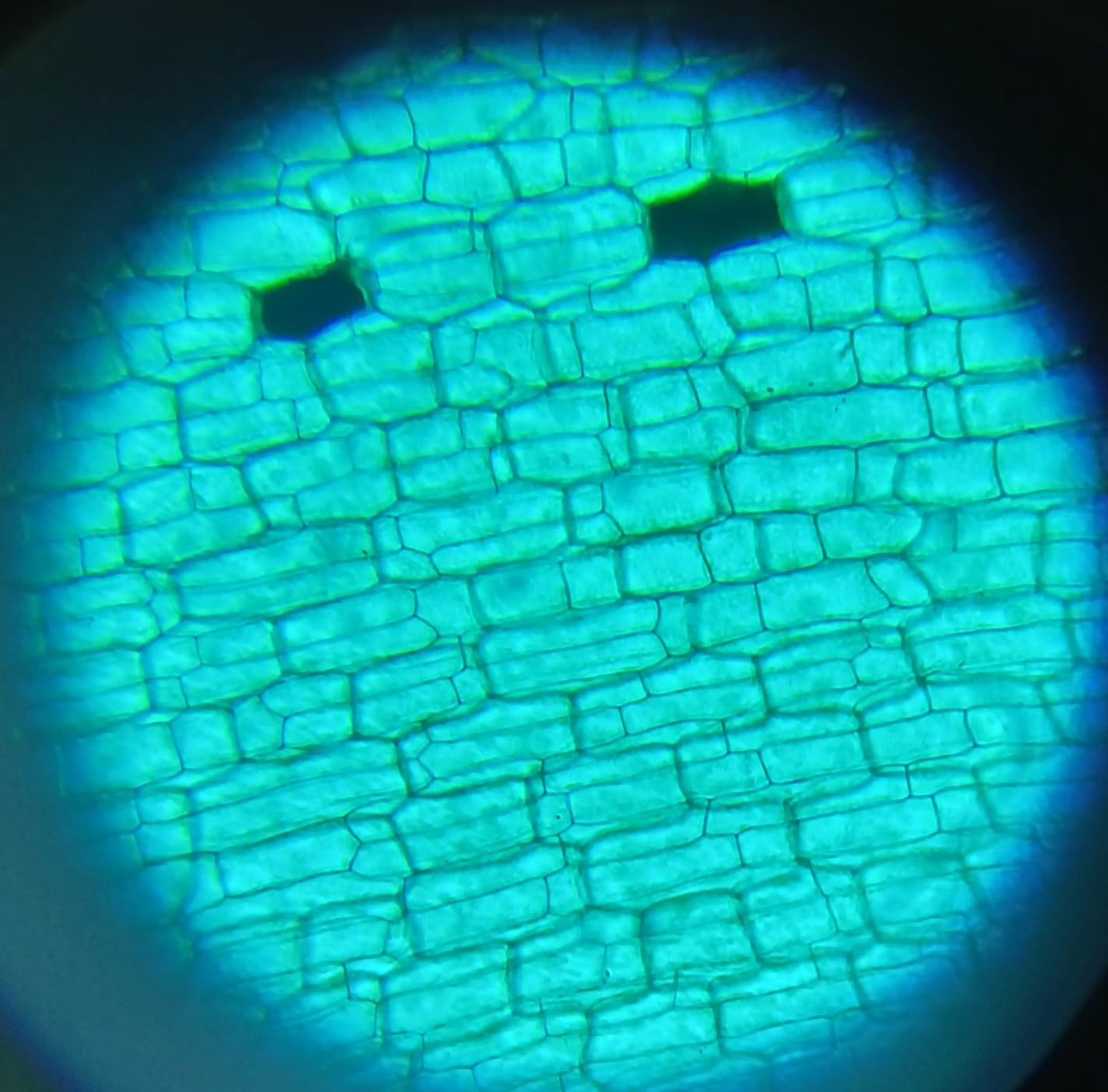 2000X Compound Microscope for Kids Adults: Microscope for Biology Education customer photo 2