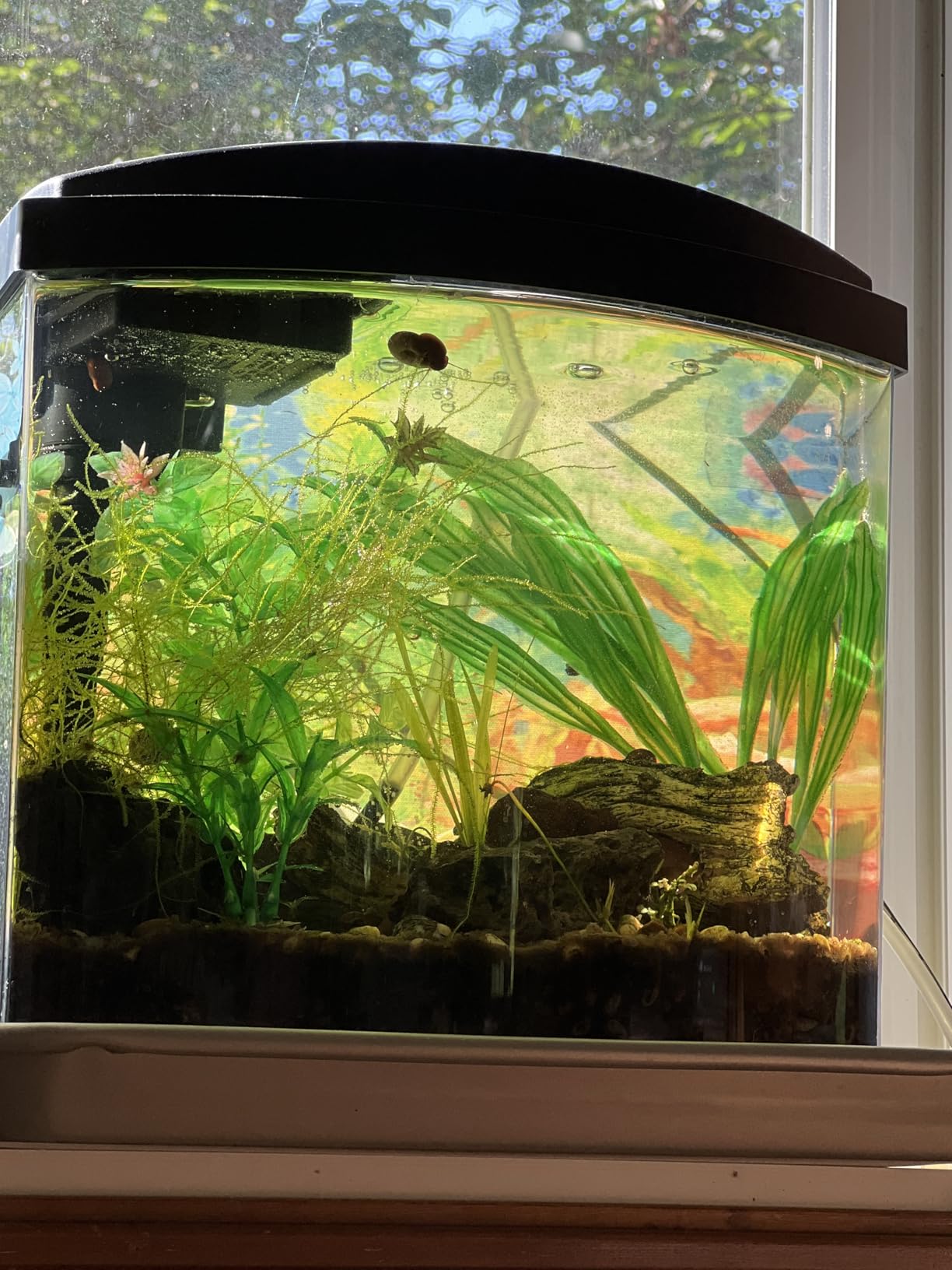 Aqueon LED MiniBow Small Aquarium Fish Tank Kit, Black, 2.5 Gallon customer photo 1
