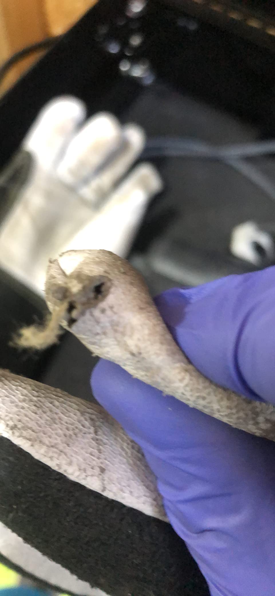 YESWELDER Premium Goatskin TIG Welding Gloves customer photo 1