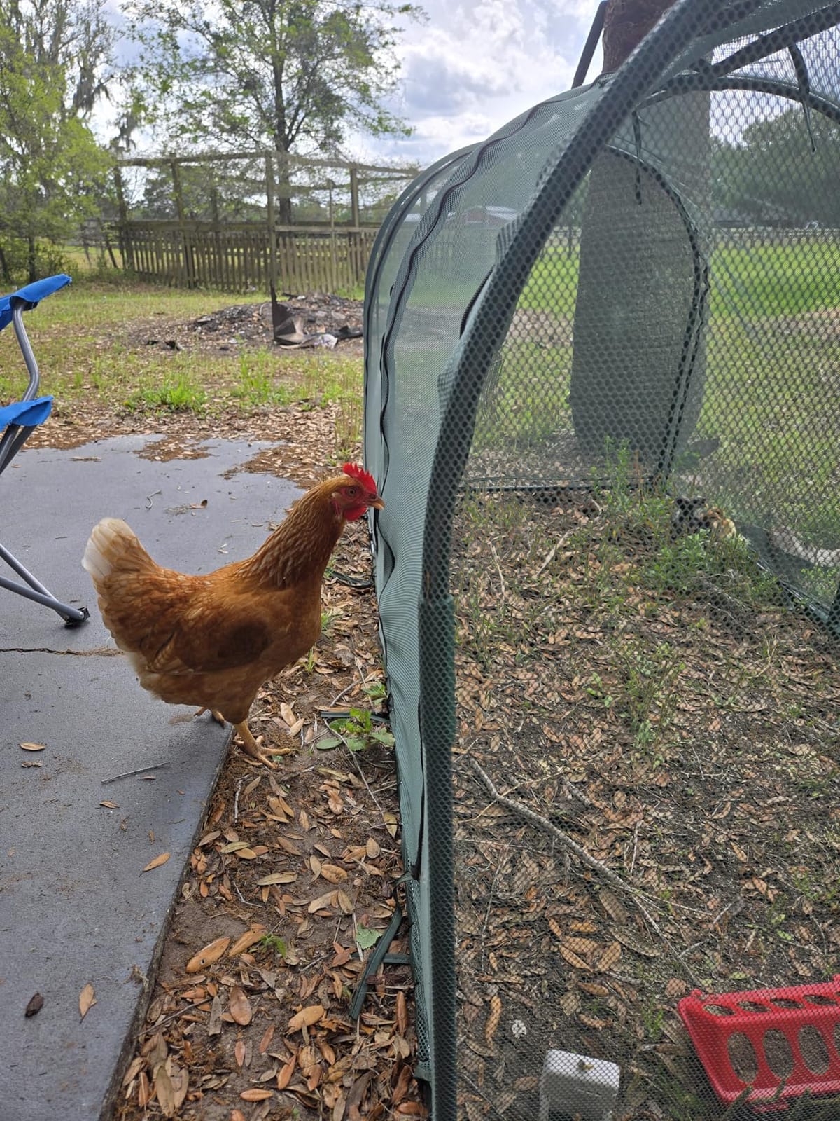 Portable Chicken Run Hen Coop,Walk-in Poultry House,Outdoor Gardening Net,Easy-up Small Animals Enclosure for Protecting Pet and Plant with Metal Frames and 10 Stakes in Backyard and Farm customer photo 1