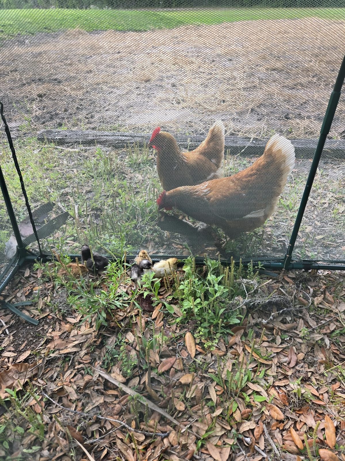 Portable Chicken Run Hen Coop,Walk-in Poultry House,Outdoor Gardening Net,Easy-up Small Animals Enclosure for Protecting Pet and Plant with Metal Frames and 10 Stakes in Backyard and Farm customer photo 2