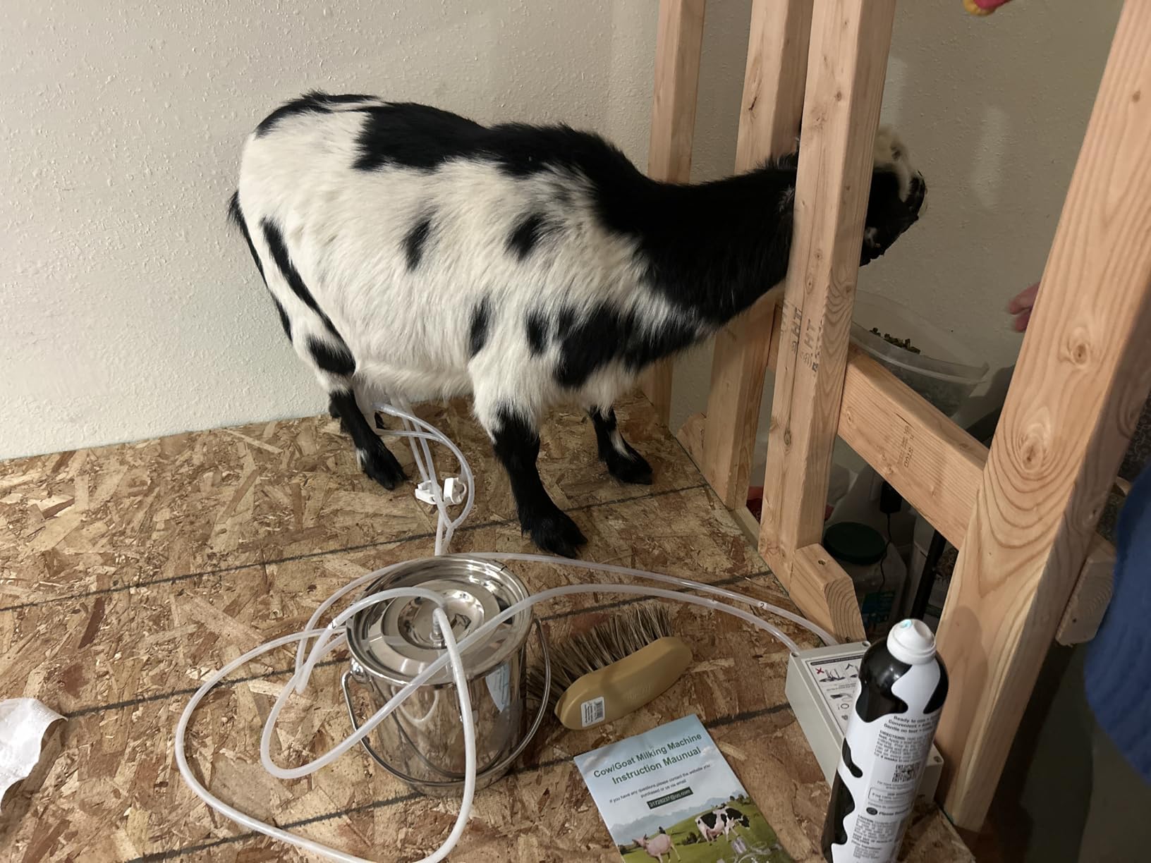 3L Goat Pulsation Vacuum Electric Milking Machine with 2 Teat Cups customer photo 1