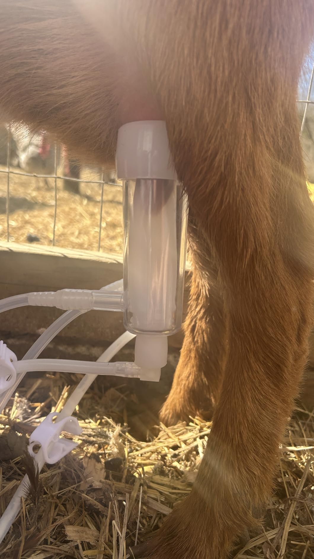 3L Goat Pulsation Vacuum Electric Milking Machine with 2 Teat Cups customer photo 2