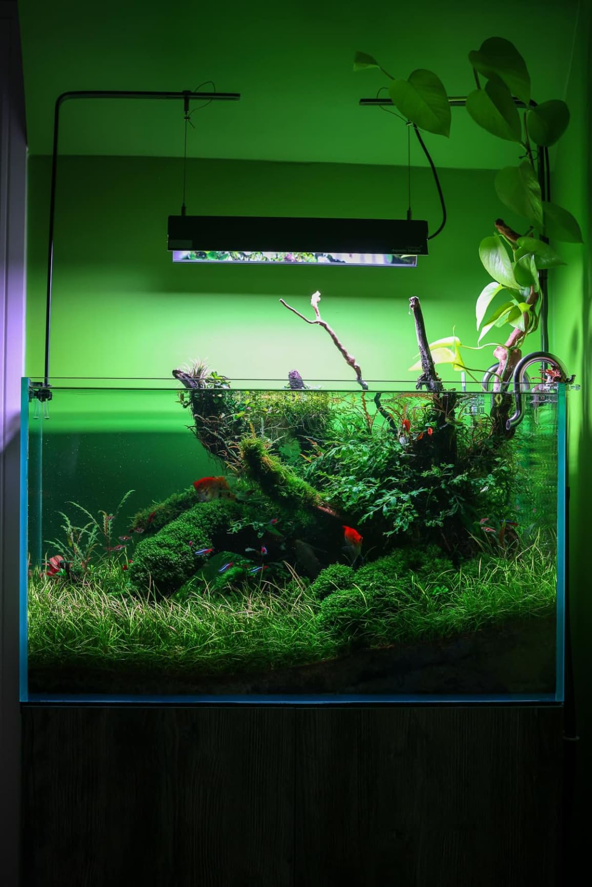 Freesea Automatic Fish Feeder for Aquarium: One-Touch Easy Setup & 3 Timers customer photo 1