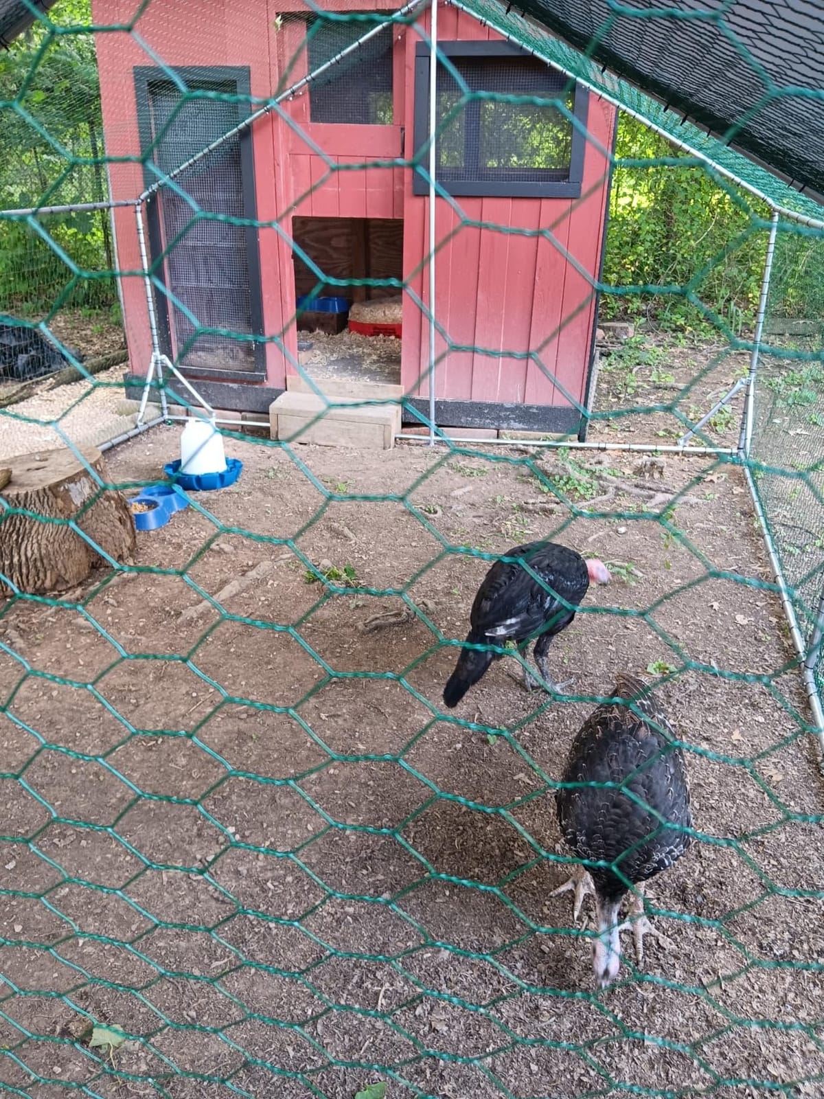 LEMBERI 20x10 FT Extra Large Metal Chicken Coop, Walk-in Run customer photo 2
