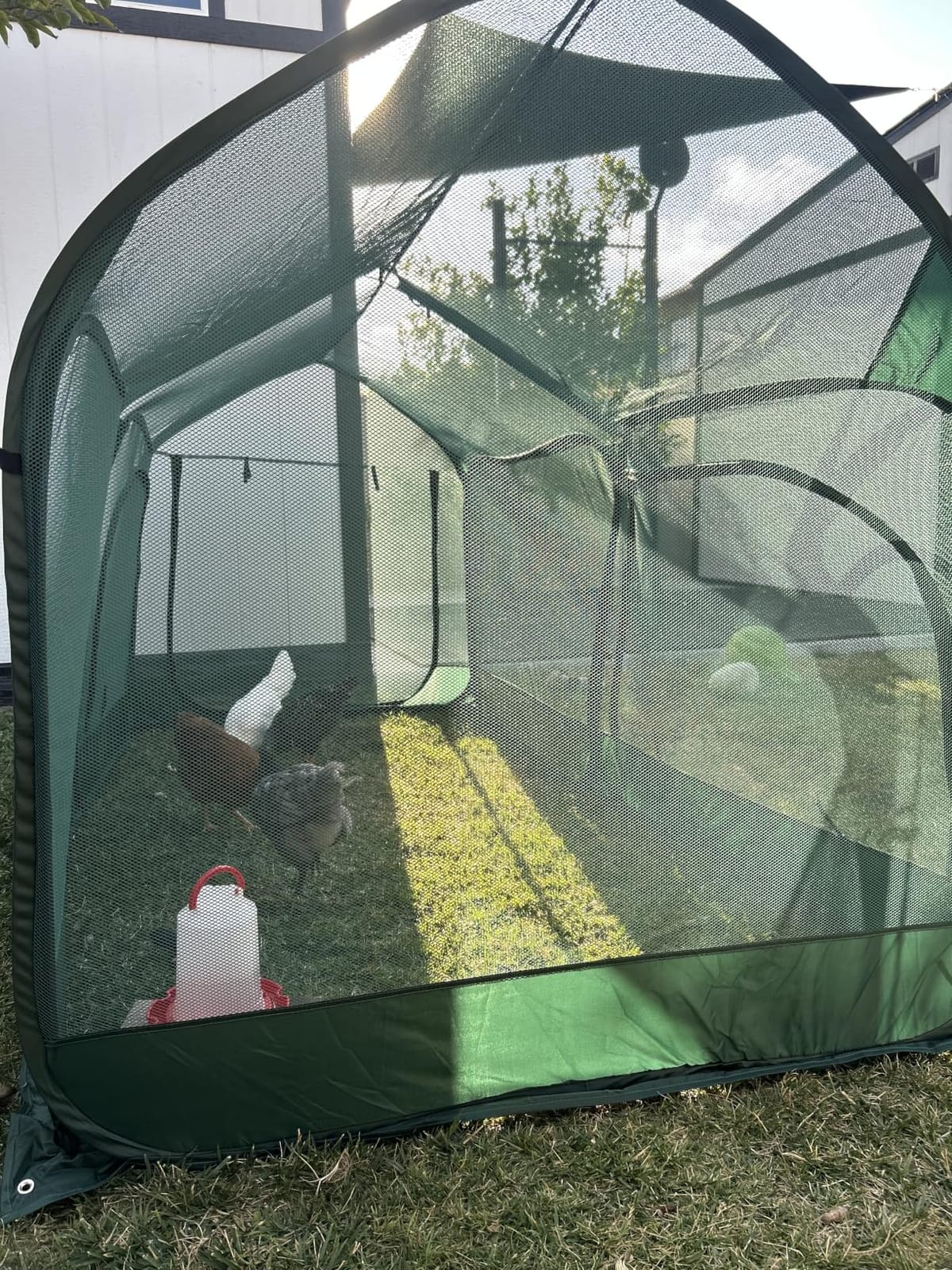 ANC POP Portable Chicken Run Large Pop-Up Chicken Pen for Small Animals Outdoor Gardening Net with 3 Doors and Handbag, Easy to Install and Storage, Green customer photo 2