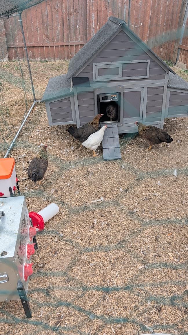 GUTINNEEN Large Chicken Coop for 4-6 Chickens, Movable Thickened Wooden Hen House on Wheels with Easy Clean Removable Tray & 2 Nesting Boxes, Extra Large Outdoor Duck Cage & Rabbit Hutch customer photo 2