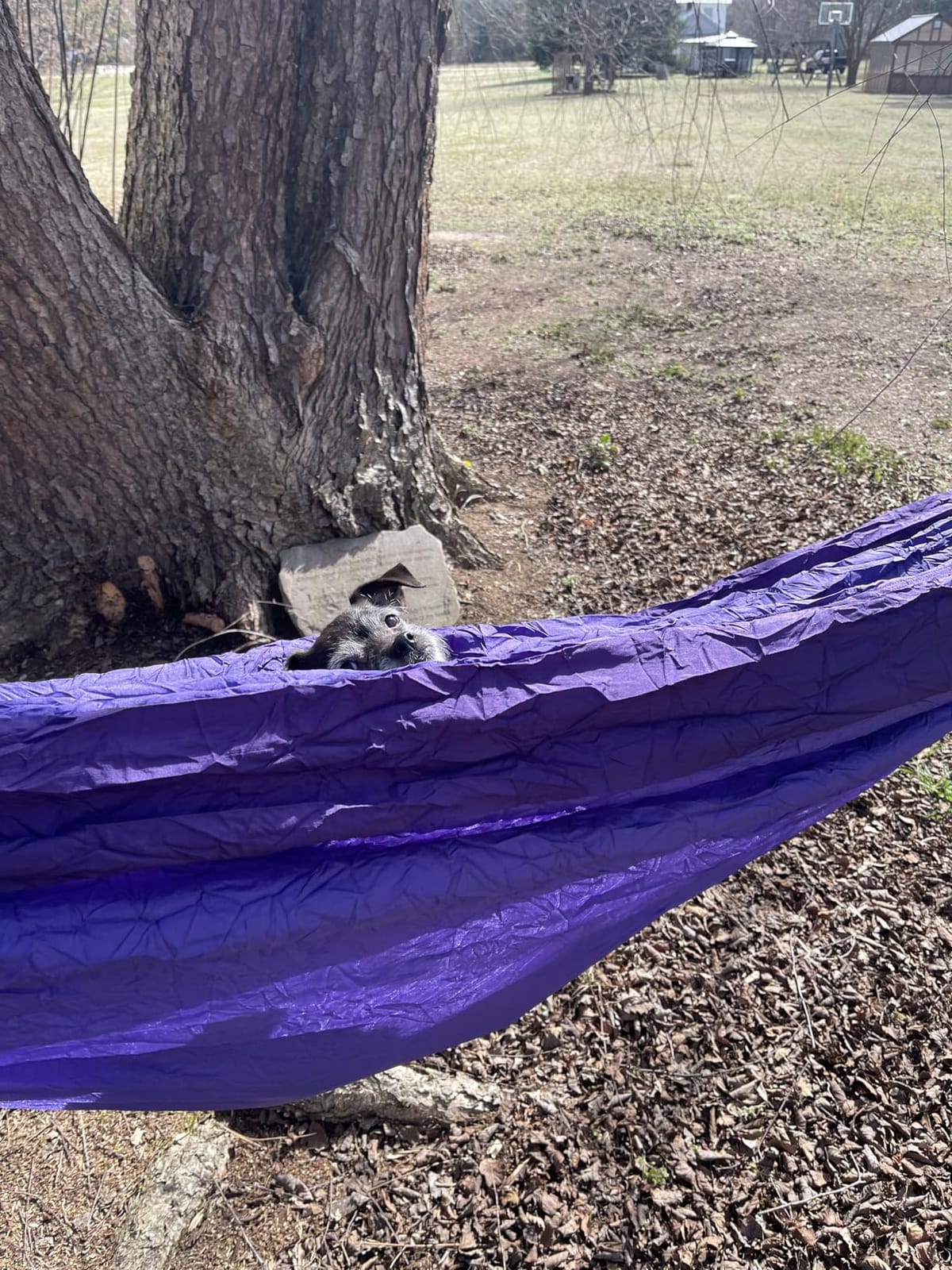 Wise Owl Outfitters Camping Hammock – up to 500lbs Portable Hammock with Tree Straps - Travel, Backpacking, Hiking, Outdoors Camping Gear - Single or Double customer photo 1