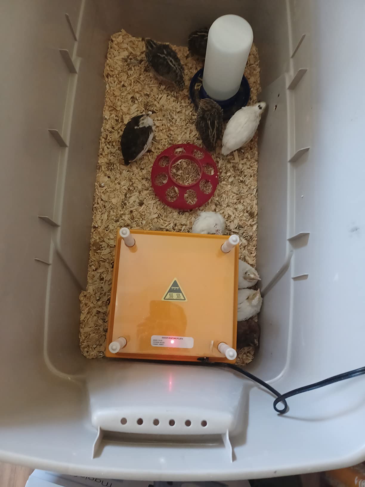 Brooder Heater for Chicks: Chick Brooder Heating Plate with Easy- Cleaning Plate Poultry Coop Heater Chicks Warmer 12