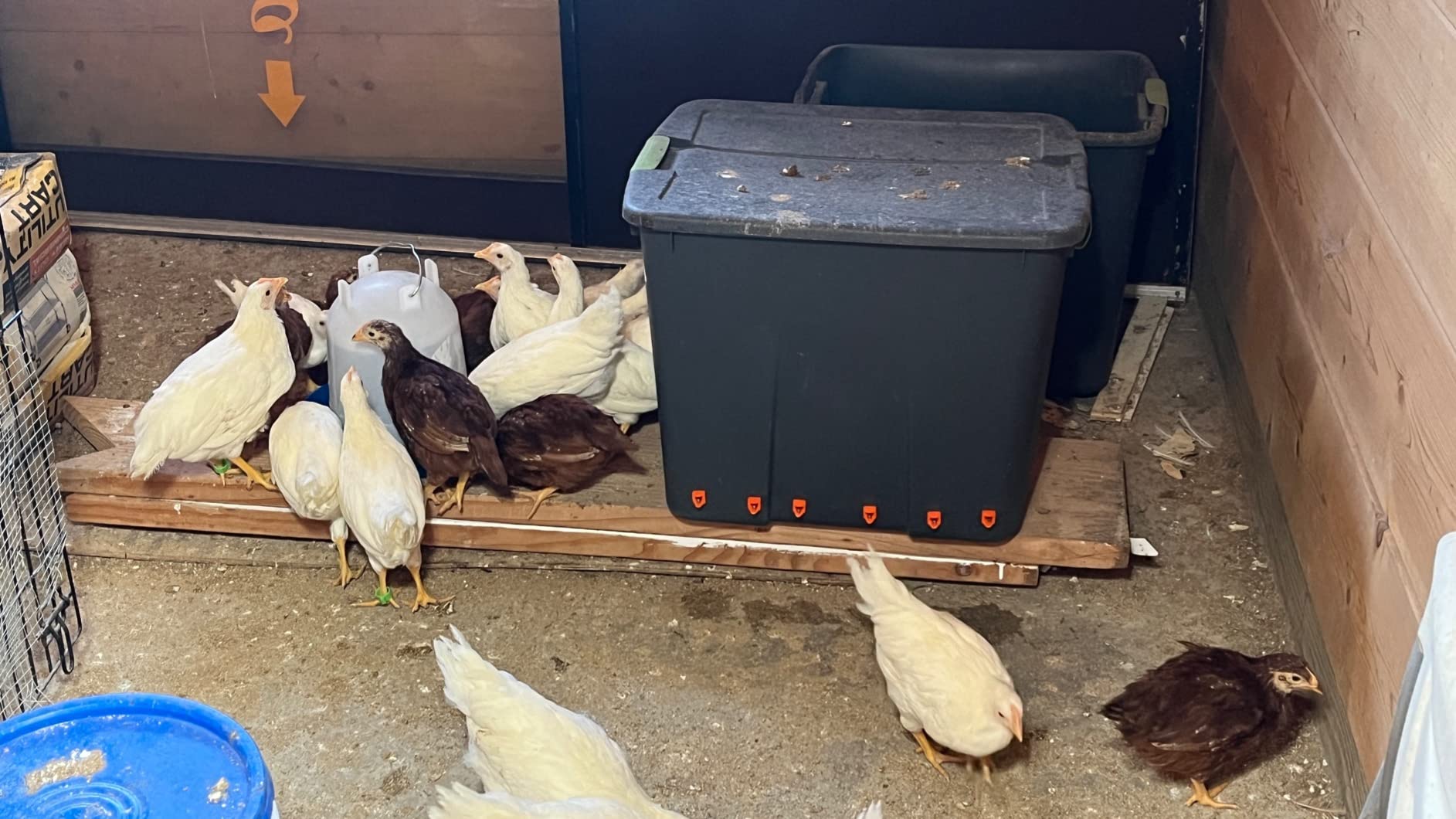 Lil'Clucker Horizontal Chicken Waterer Nipples, Pack of 15 Chicken Nipple Waterer with Drill Bits, Easy Install Automatic Chicken Waterer System, No Leak Chicken Water Feeder, Poultry Waterer - Orange customer photo 2