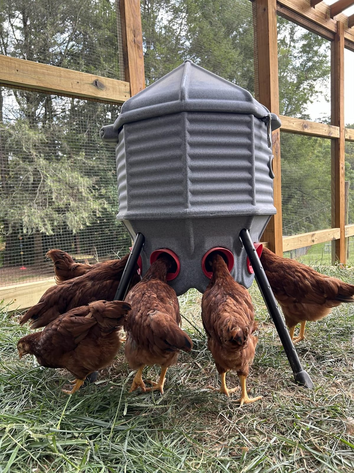 CoopWorx Poultry Feeder 80 lb Capacity - Adjustable Height Chicken Feeder - UV Stable Rotomolded - 8 Soft-Touch Ports - Roost-Resistant Lockable Lid - Made in USA customer photo 2