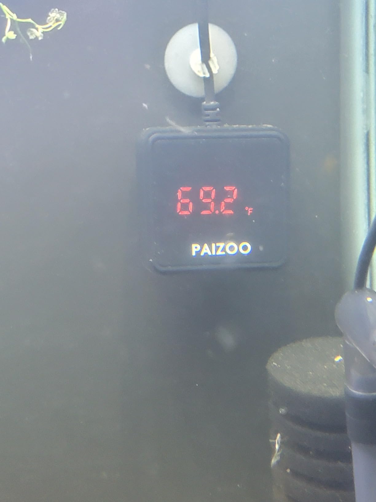 NICREW Aquarium Heater 300W with Adjustable Temp Controller, 50-80 Gallon customer photo 1