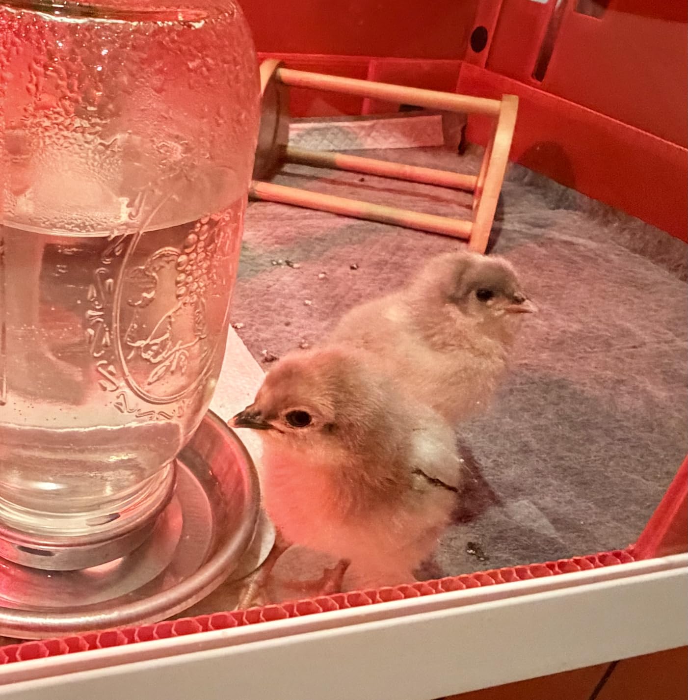 RentACoop Big Red Barn Chick Brooder customer photo 2