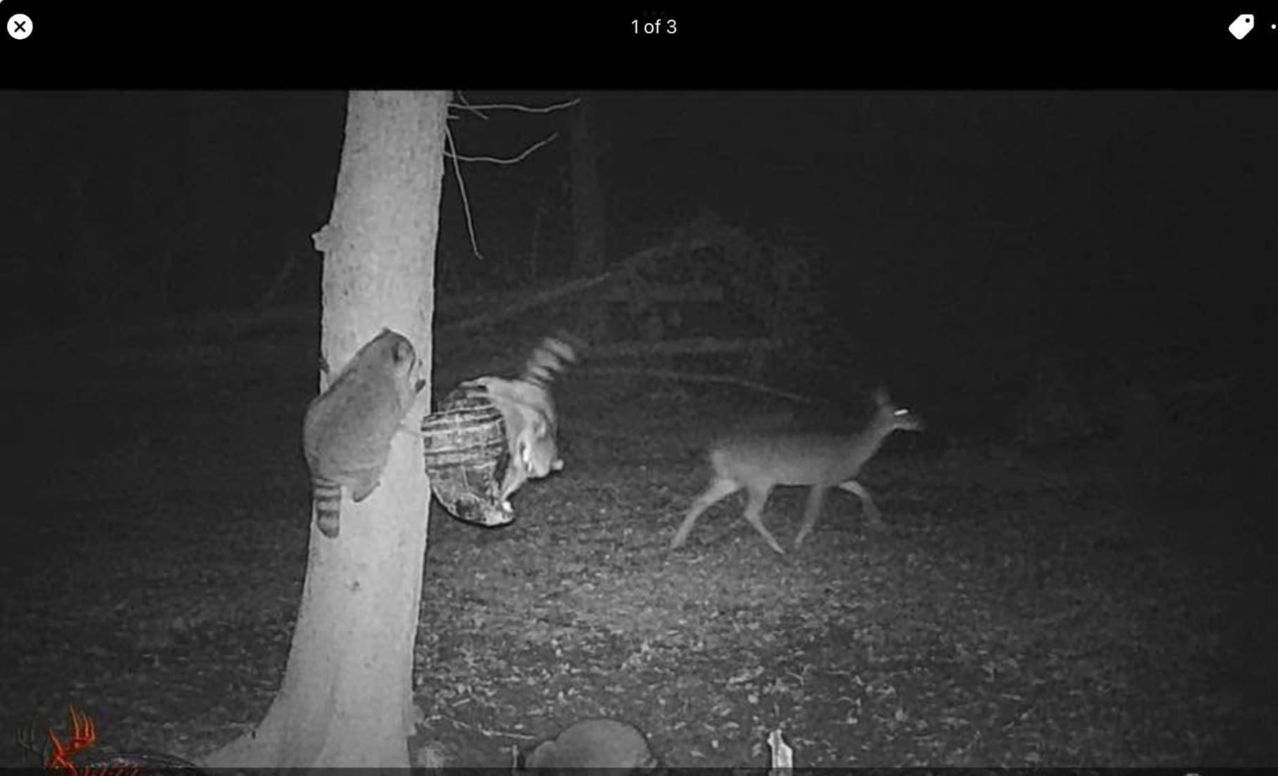 Moultrie Feed Bin - Gravity-Fed Wildlife Feeder customer photo 1