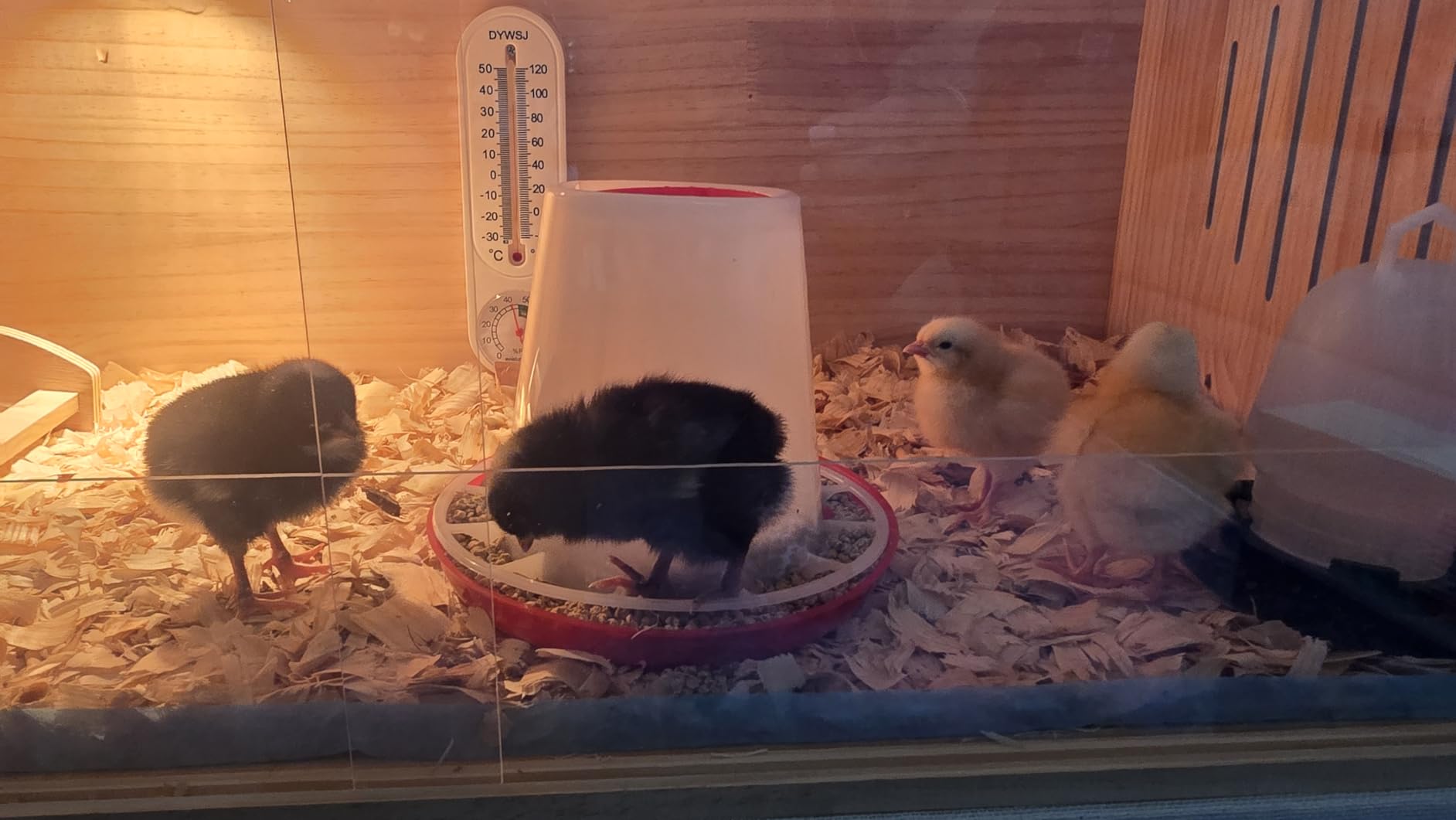 Large Wooden Chicken Brooder Box with Bulb Set and Thermometer - Brooder Box for Chicks Indoor Accommodates Up to 12 Chicks - Ideal for Chickens, Ducks, Quails, Hamsters, and Lizards(32x16x16 Inches) customer photo 2