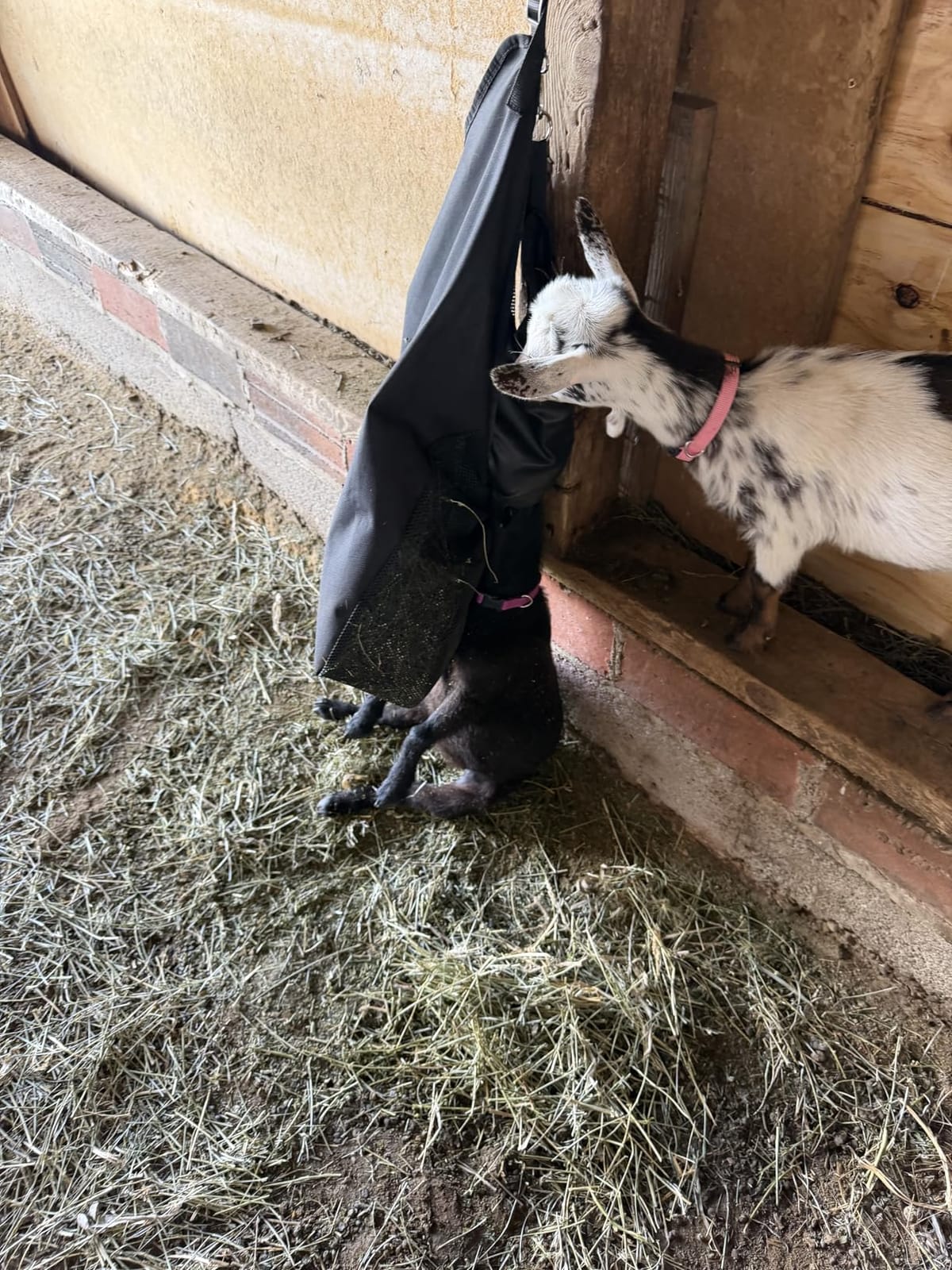 Hay Bag Hanging Goat Feeder Tote with Adjustable Strap customer photo 1