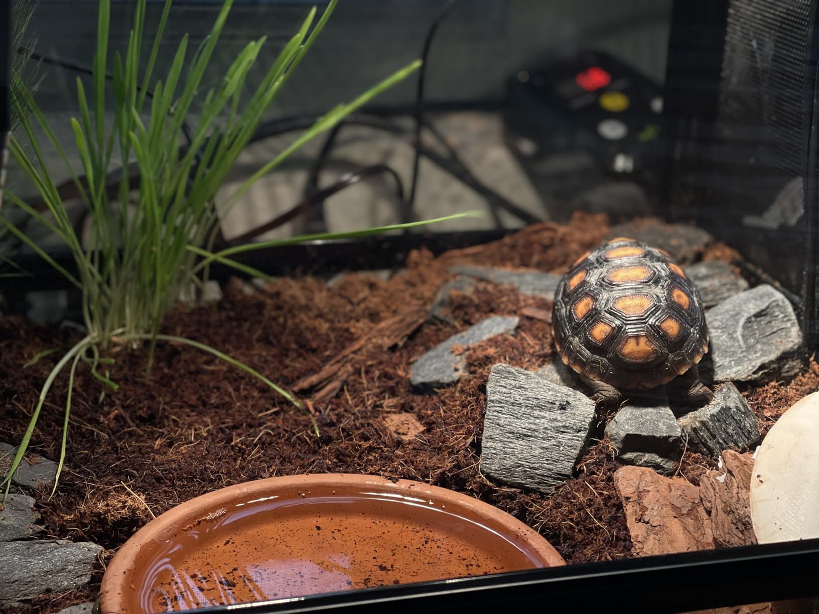 DOMICA 150W 2 Pack Reptile Heat Bulb, Beared Dragon Ceramic Heat Emitter, E26 No Light Night Use Heater Bulbs for Turtle, Lizard, Snake, Amphibians, Pet Brooder Coop Chicken (150W-Large Tank) customer photo 2