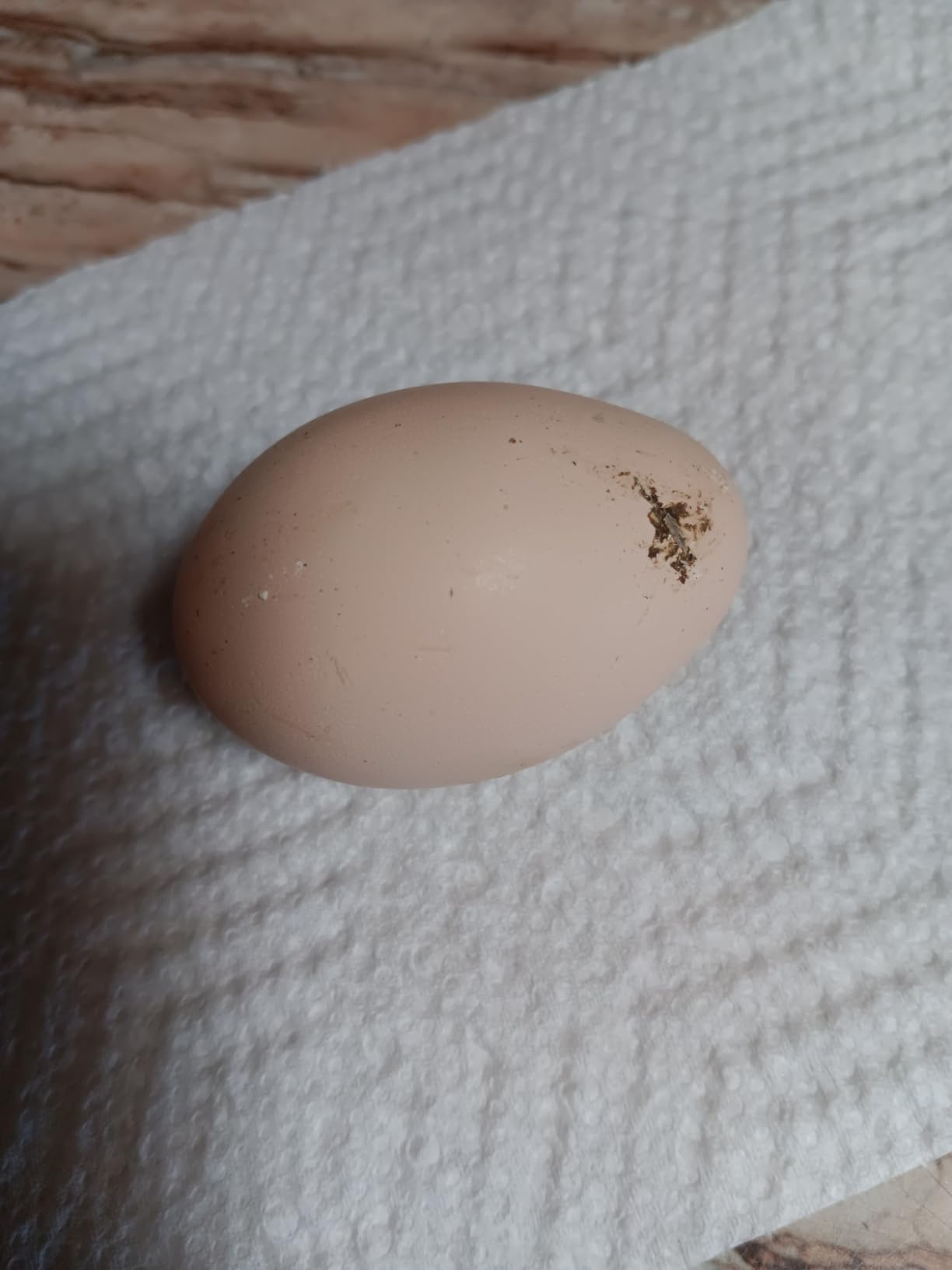 GoodEgg Enzyme Egg Wash Cleaning Solution, Foaming Spray Pump, Refillable customer photo 2