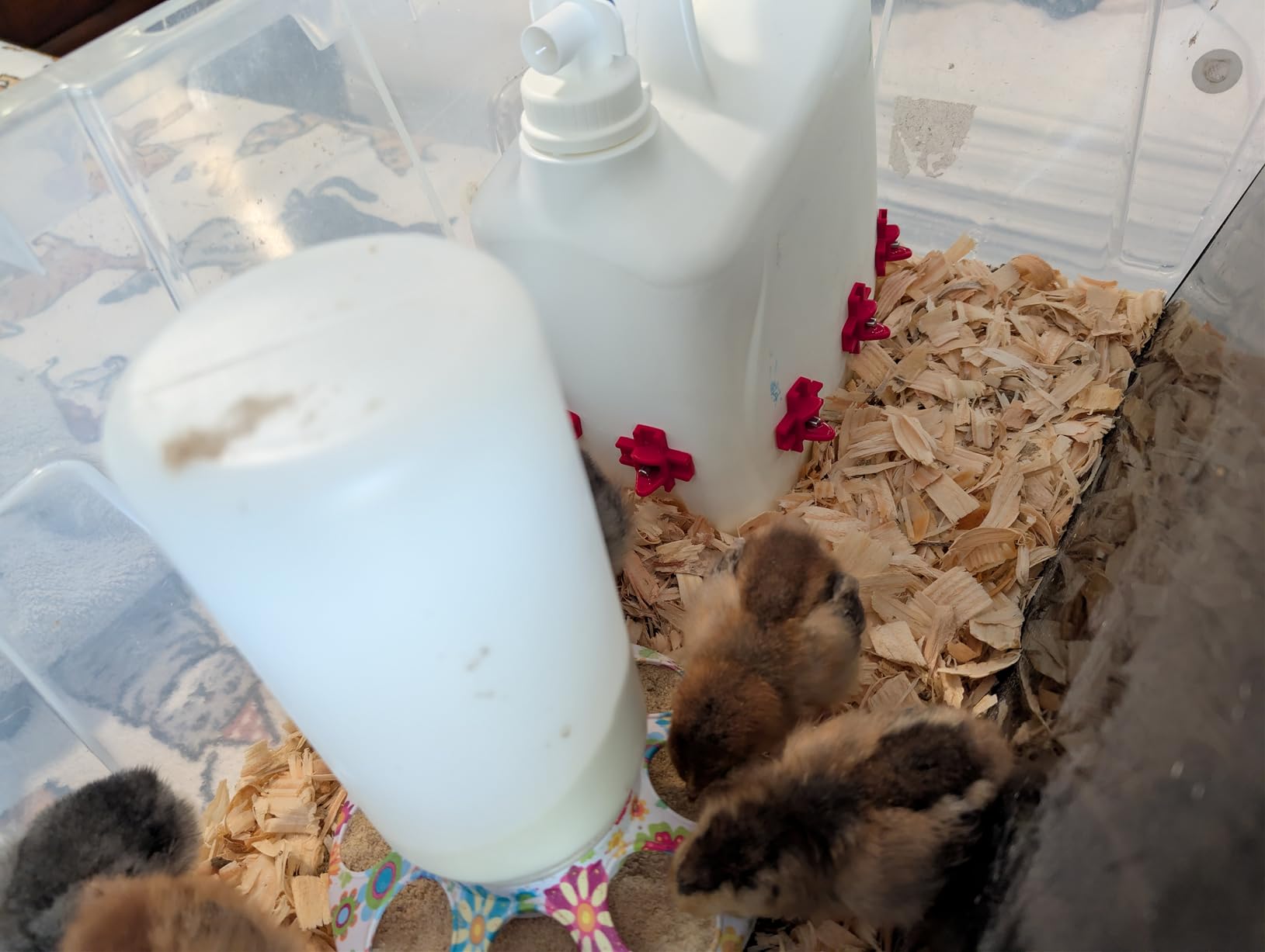 Automatic Chicken Waterer Nipples with Drill Bit (20 Pack Red) customer photo 2