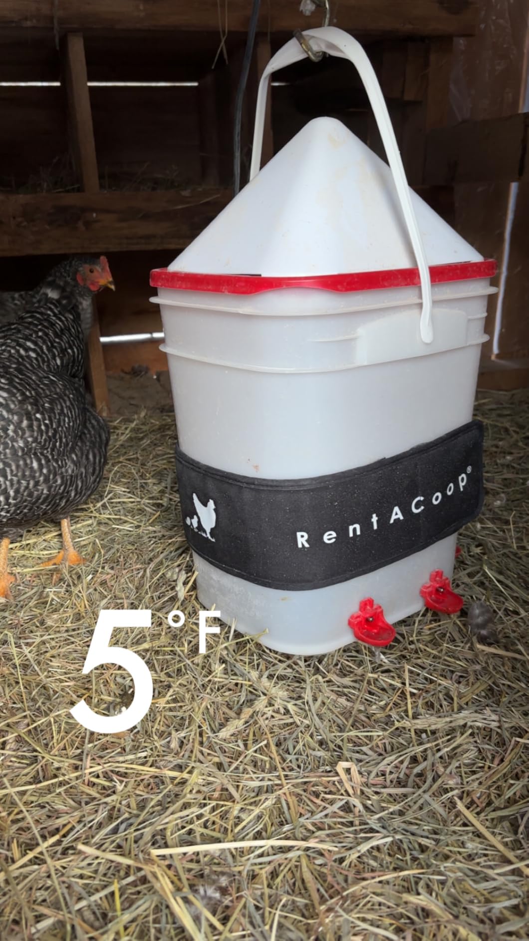 RentACoop LG Thermo Bucket Belt Chicken Waterer Heater with Insulated Wrap customer photo 2