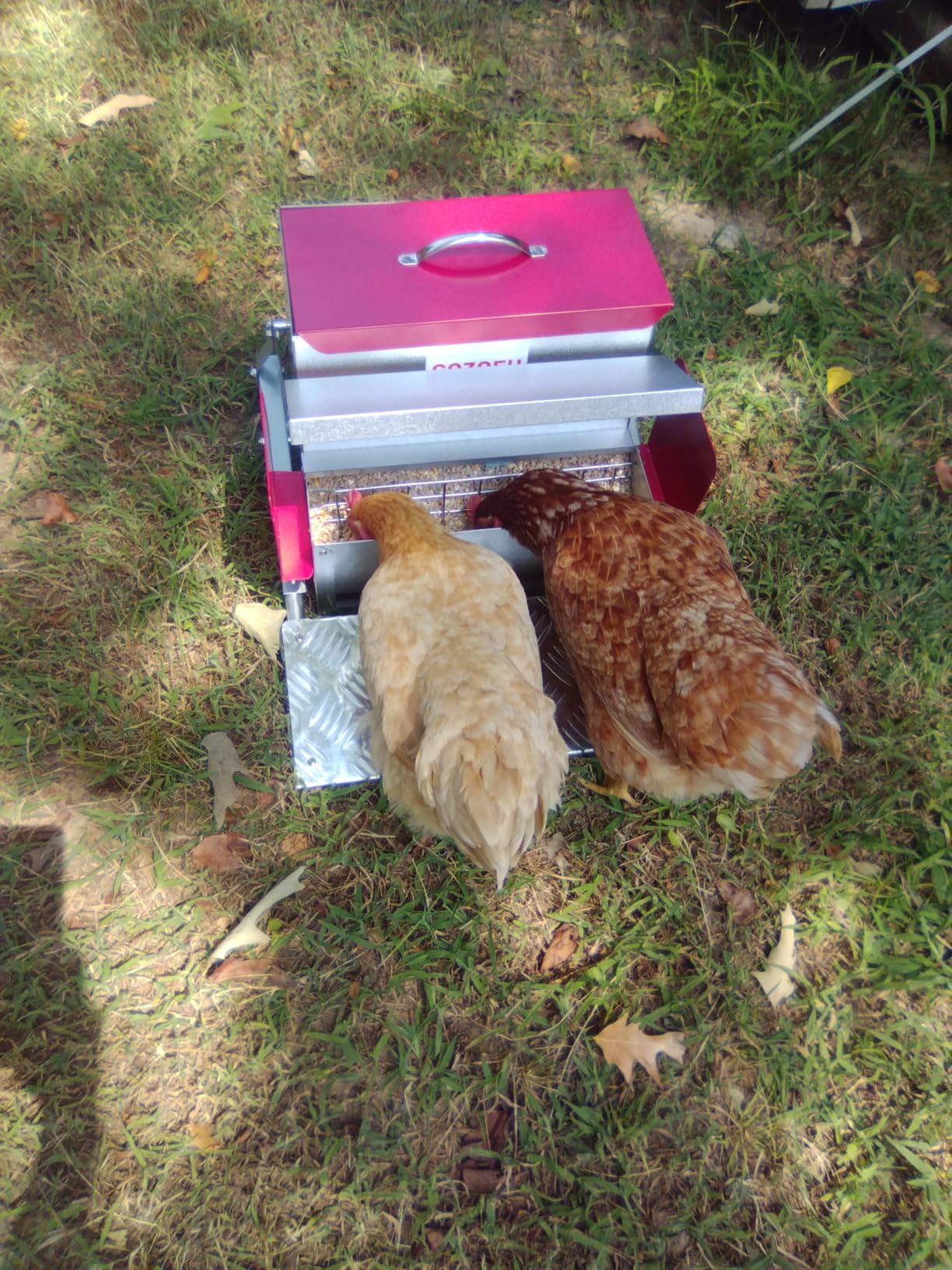 Feeders Automatic Chicken Feeder - Large Capacity for 6-12 Chickens, Lasts 10 Days (25lb Feed), Durable Galvanized Steel, Rat-Proof, No-Spill, Weatherproof Lid customer photo 1