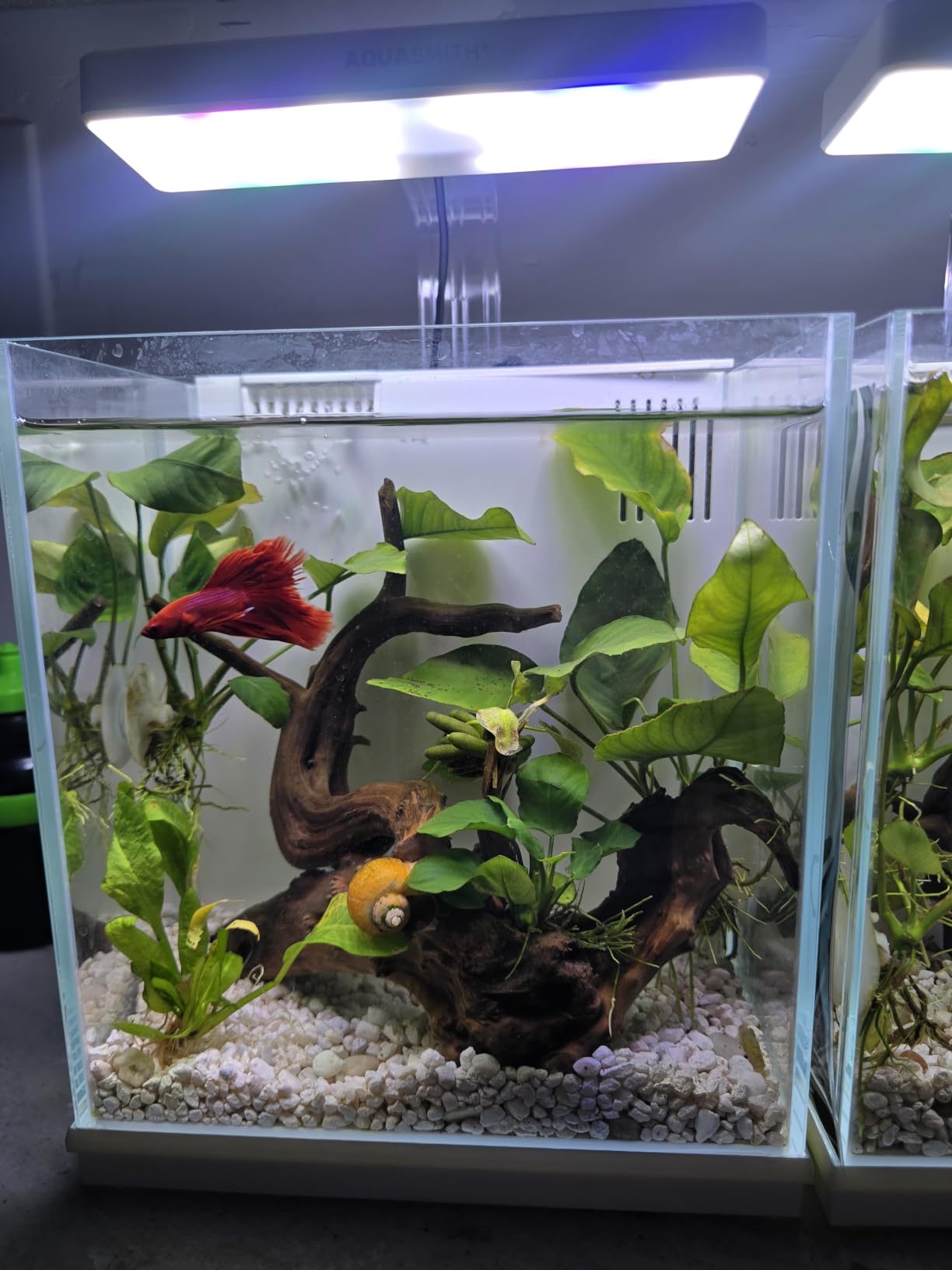 AQUASMITH 2-Gallon All-in-One Fish Tank – Silent Pump, 3-Stage Filtration & Easy Water Change, Perfect Self-Care Betta Aquarium Kit for Kids & Beginners (White customer photo 1
