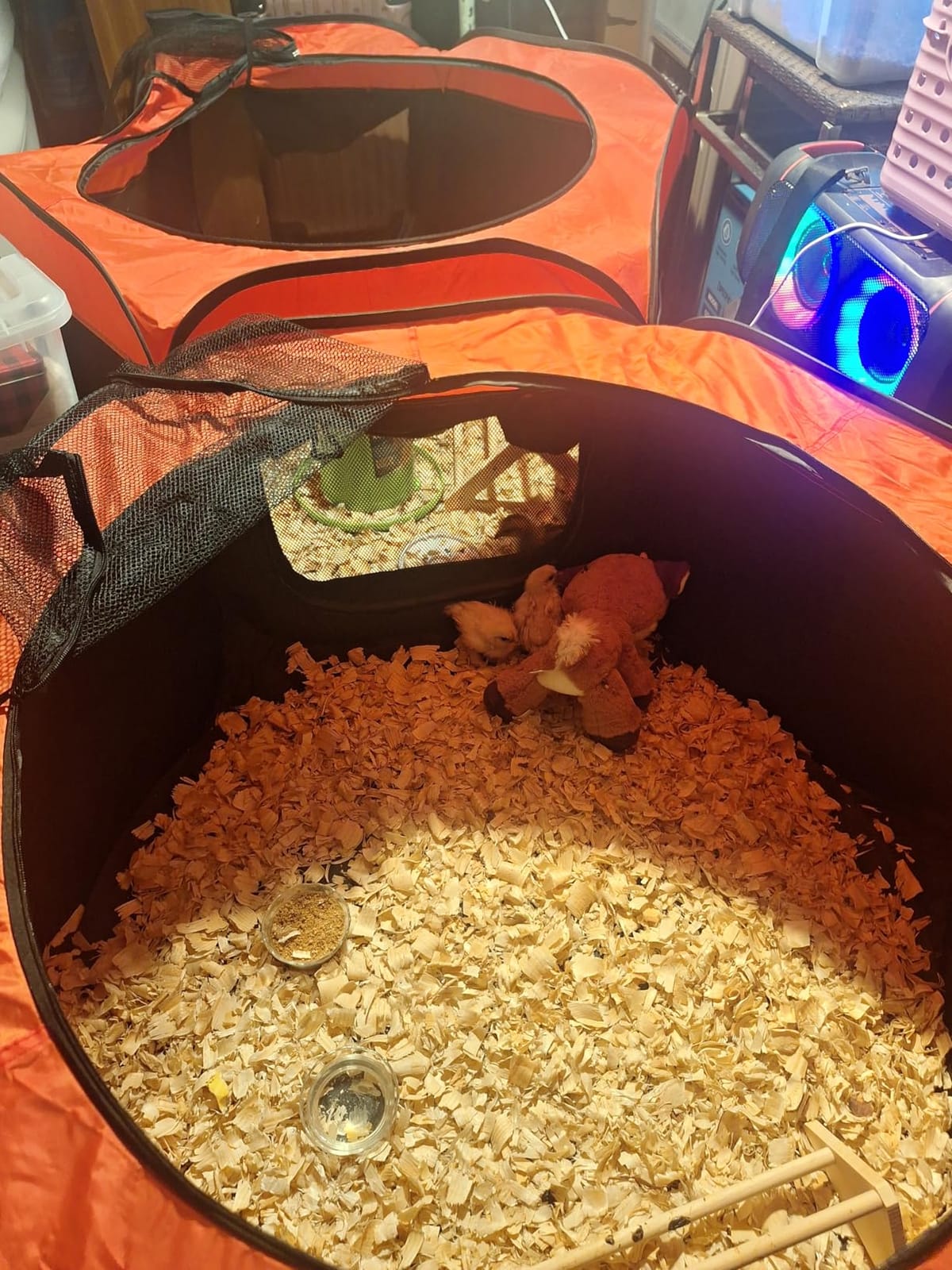 Brooder Box for Chicks, Large Pop Up Chick Brooder Starter Kit customer photo 2