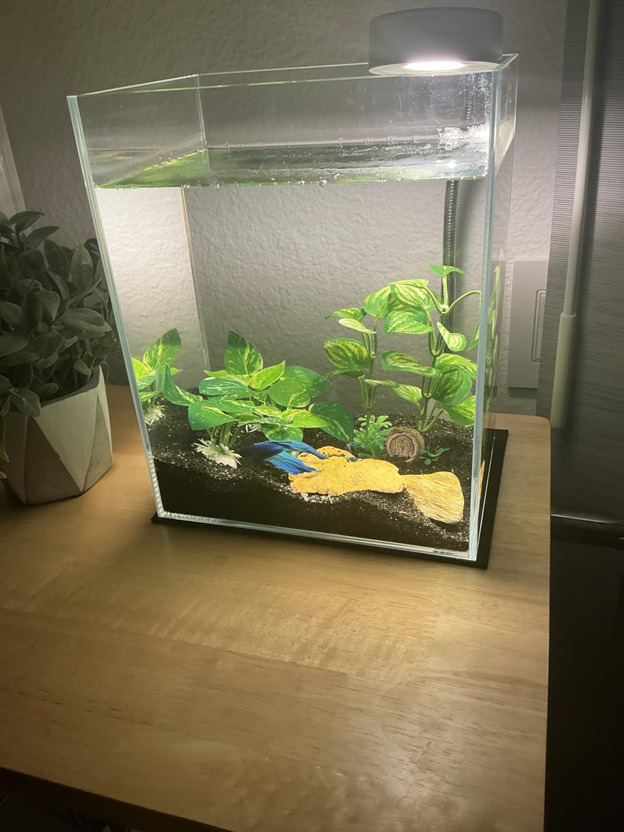 Vimvins 2 Gallon Glass Fish Tank, Easy to Maintain Small Aquarium for Betta/Snails/Shrimp and Aquatic Planting. customer photo 2