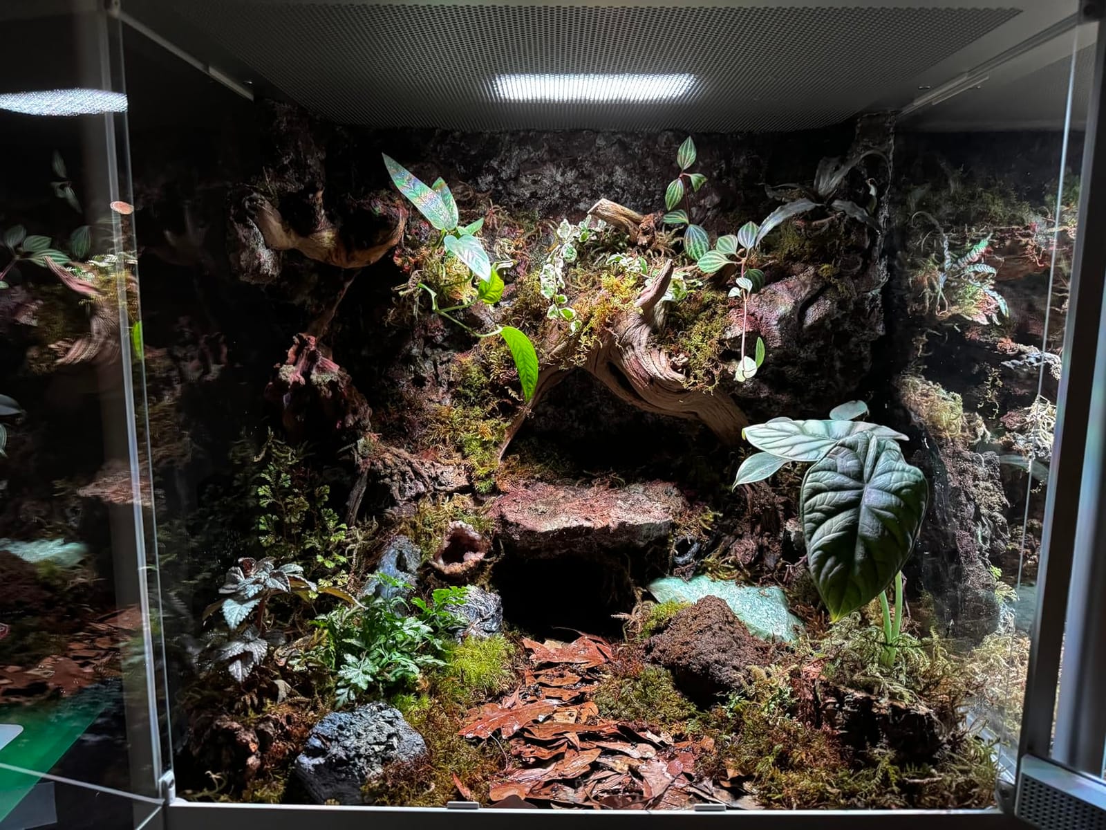 Reptile Terrarium 18