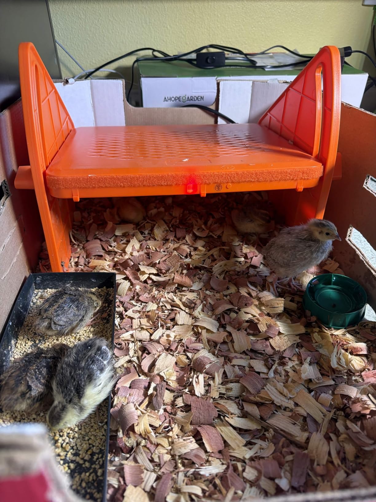 Chick Brooder Heater Plate for Baby Chicks, Ducklings & Poultry customer photo 2