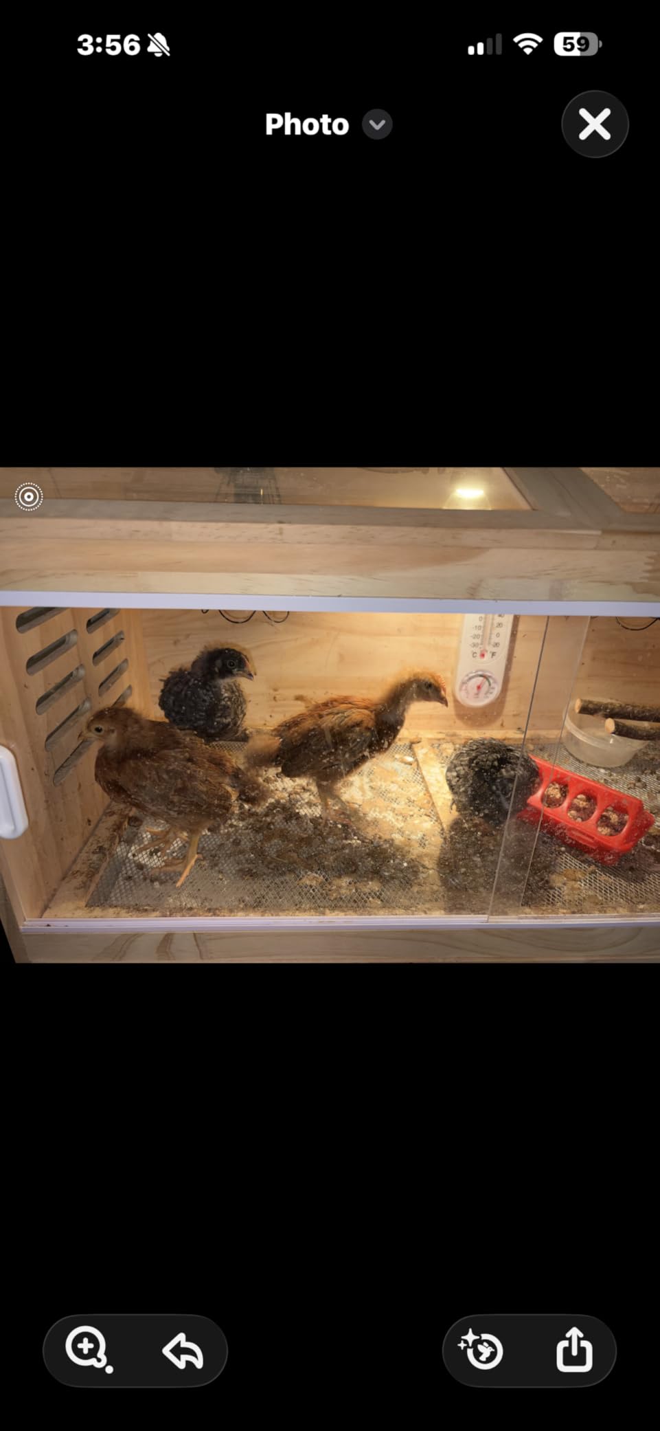 Wooden Chick Brooder Box with Heat Lamp and Thermometer, 15.7 x 12 x 12 in customer photo 2