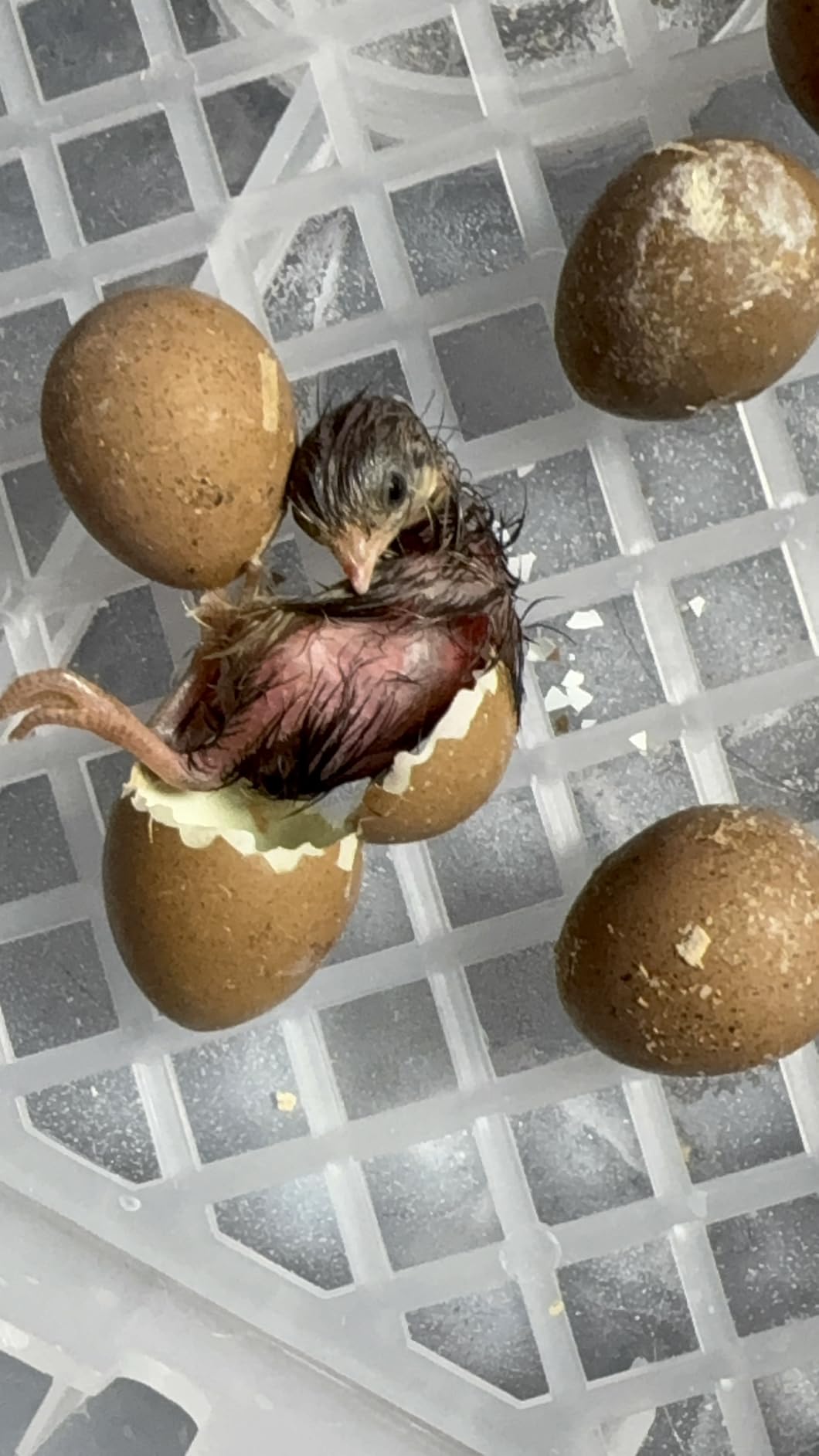CoInceptus 16 Eggs Incubators for Hatching Eggs, Egg Incubator with Automatic Egg Turning and Temperature Control, Chicken Egg Incubators with Egg Candler for Duck Goose Pigeon Quail customer photo 1