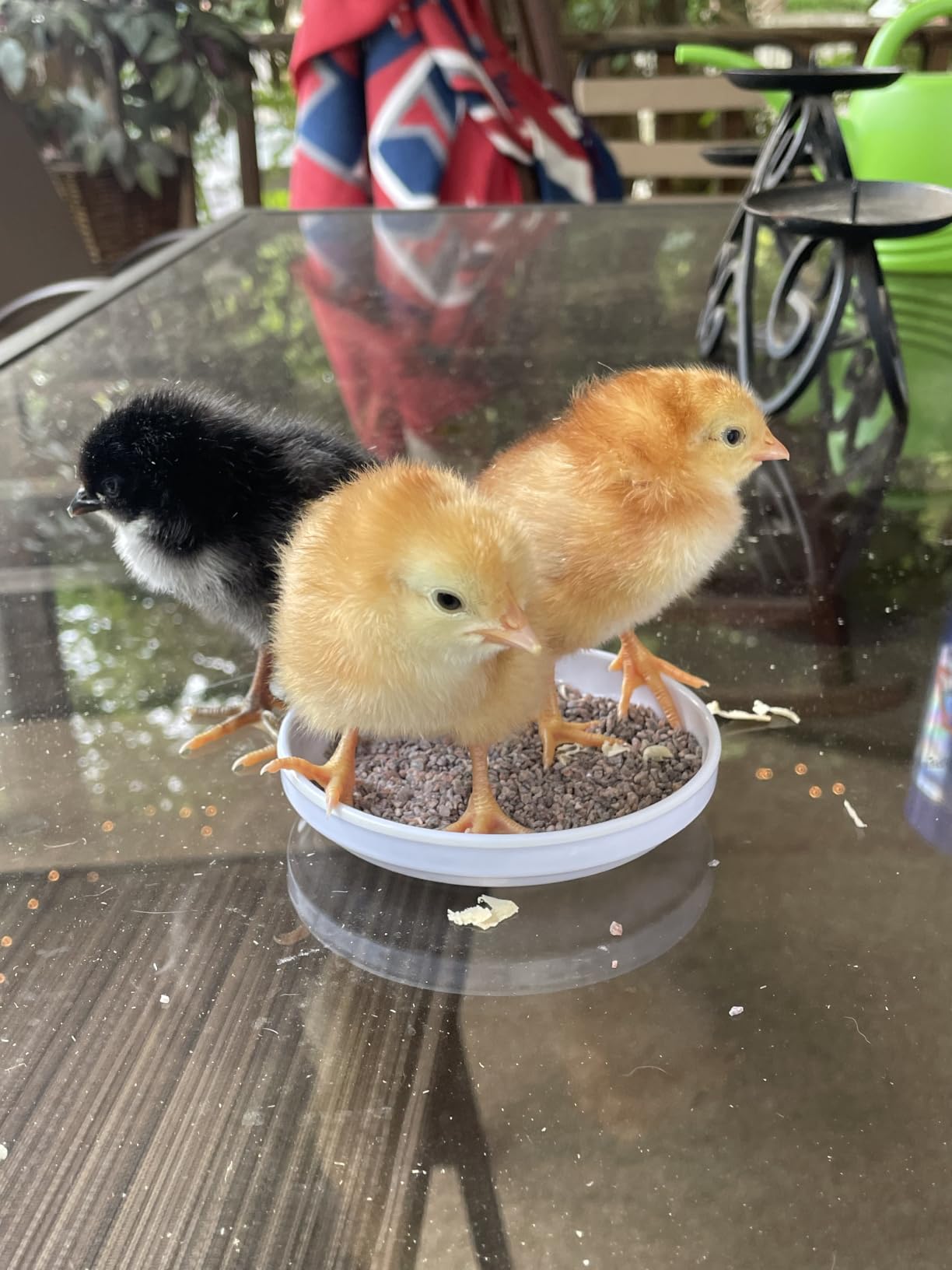 Incubators for Hatching Eggs with Automatic Egg Turning and Humidity DisplayTemperature Control Auto Water Fill Egg Candler 12Egg Hatch Chick Quail Duck Turkey Goose Parrot Bird Eggs customer photo 1