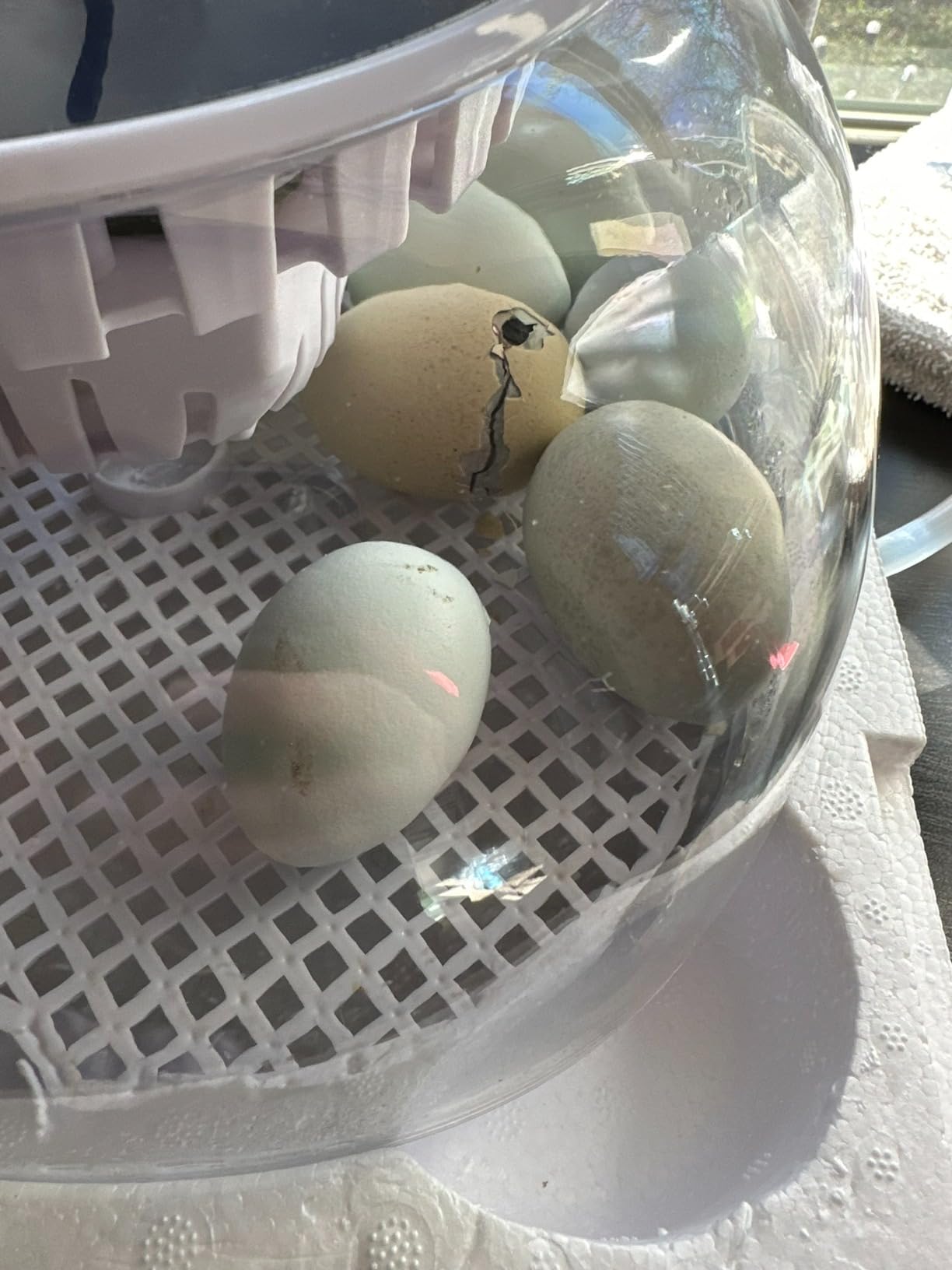 Egg Incubators for Hatching Eggs, Temperature&Humidity Control customer photo 2