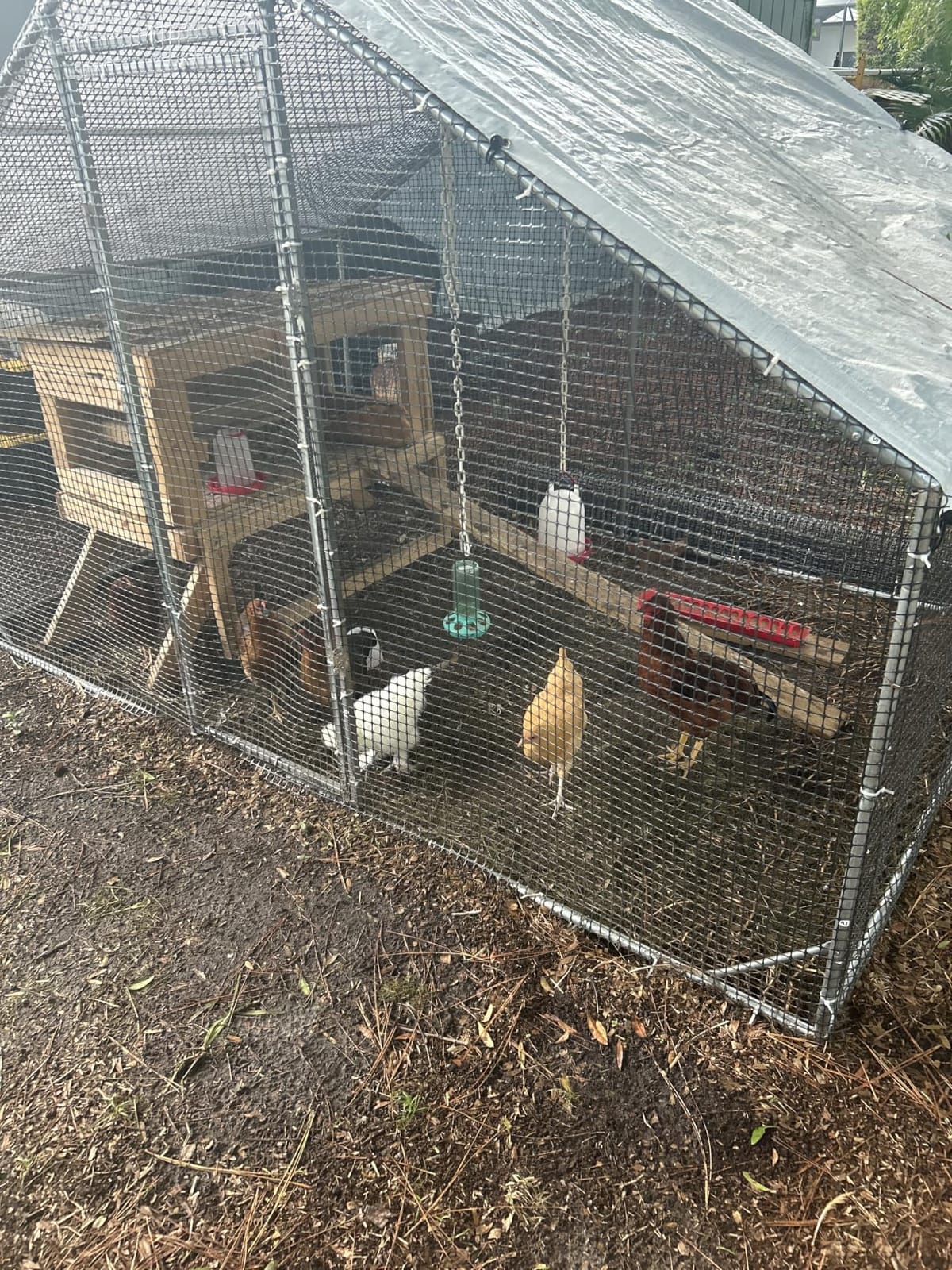 Large Walk-in Chicken Coop with Chicken Run, Galvanized Poultry Enclosure with Waterproof Anti-UV Cover and Security Lock, Ideal for Rabbit, Duck, Backyard and Farm Yard,9.8'x 6.6'x 6.6' customer photo 2