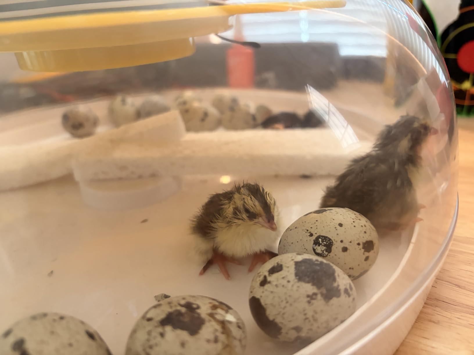 40 Quail Egg Incubator with Automatic Egg Turning Humidity Control Eggs customer photo 2