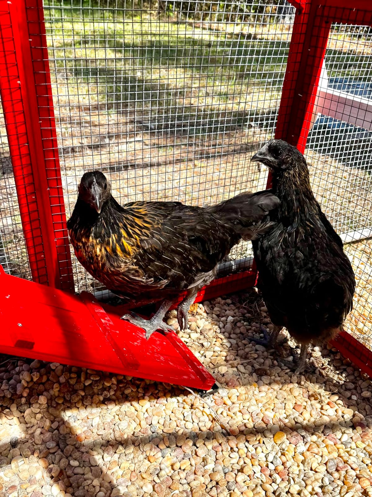 80.5’’ Large Chicken Coop with Run, Mobile Chicken House with Nesting Box and Leakproof Pull-on Tray, Wooden Hen Poultry Cage with Waterproof Roof for 2 to 4 Chickens, Chicken Tractor with Wheels customer photo 2